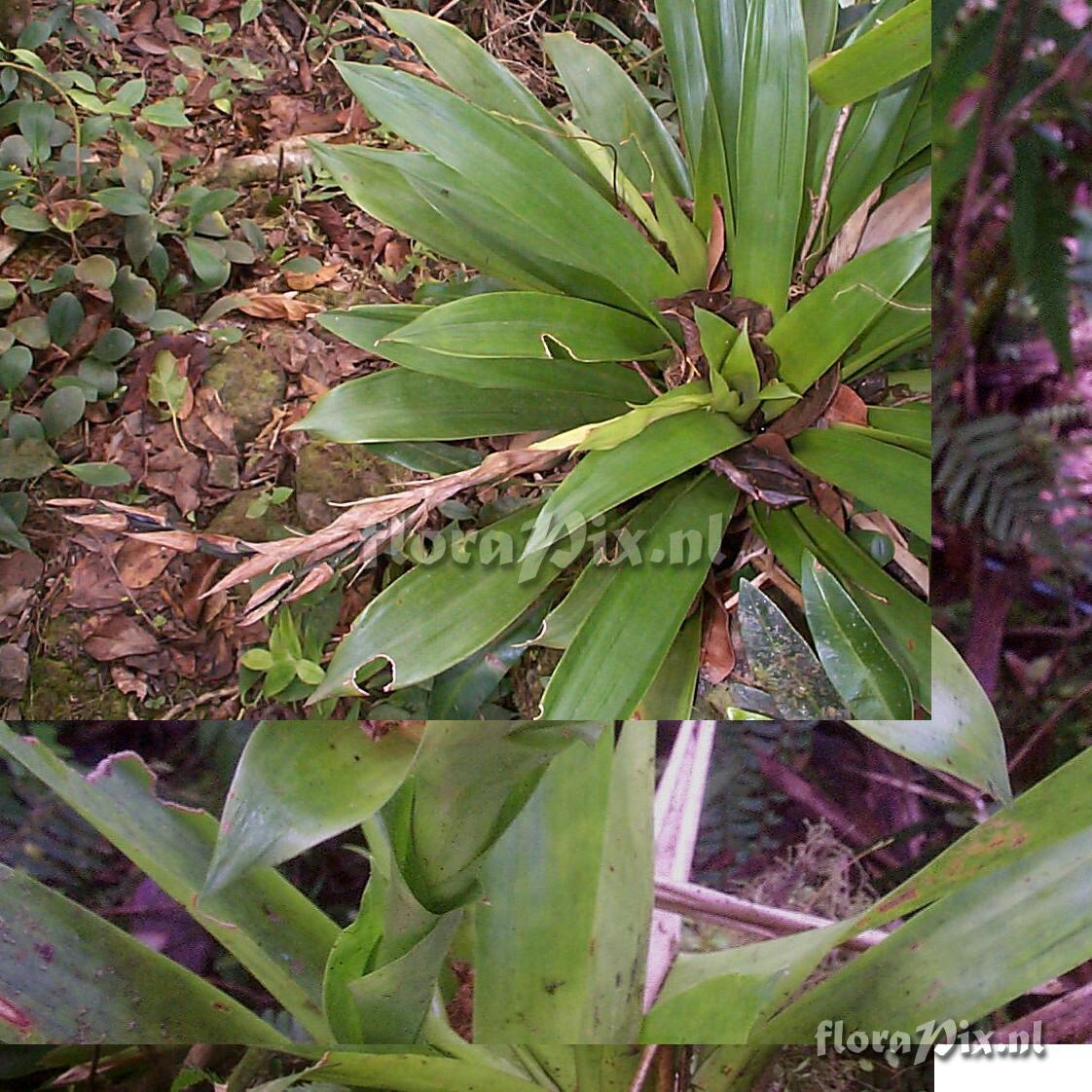 Werauhia ringens (Grisebach) J. R. Grant