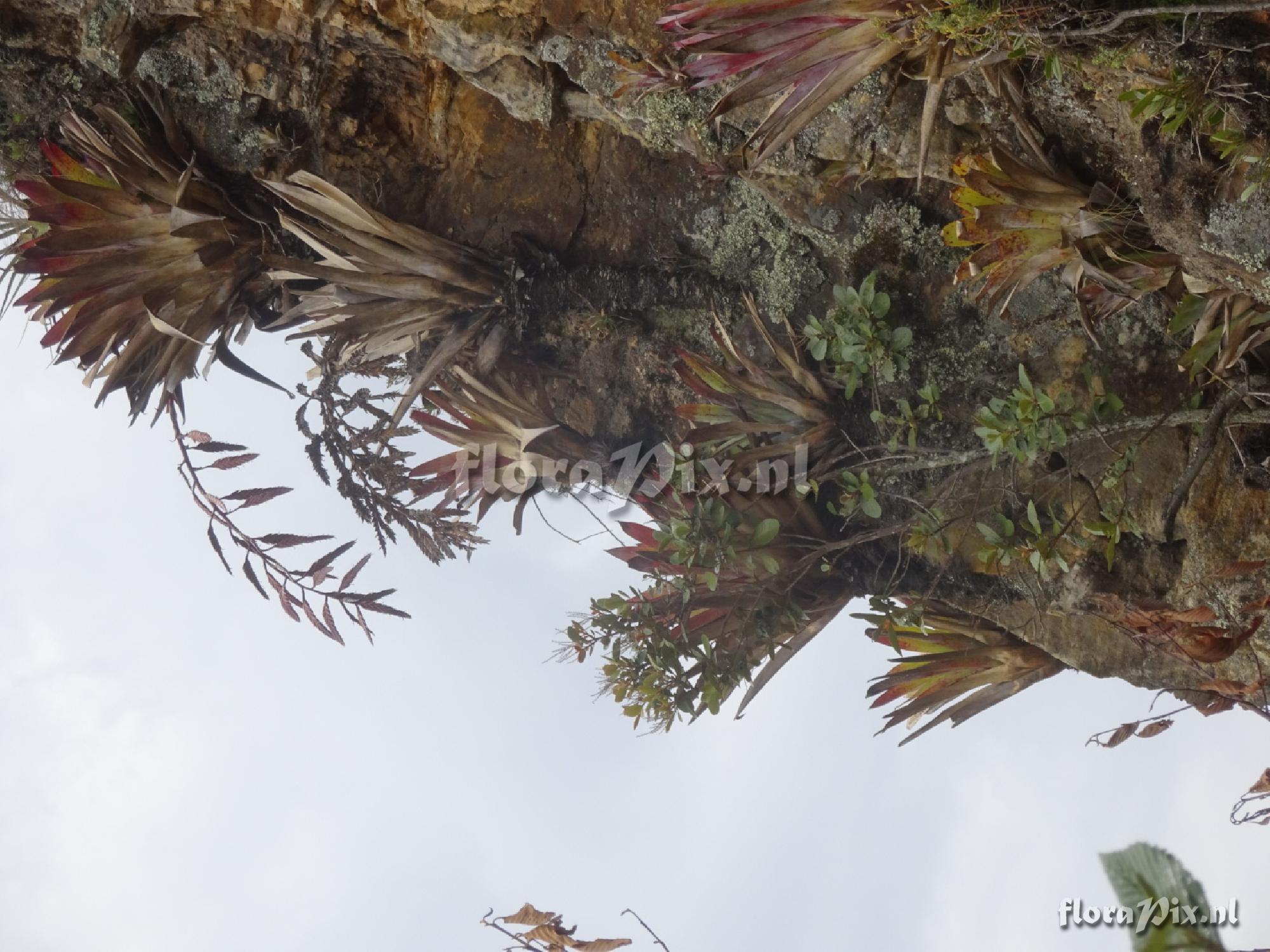 Tillandsia sagasteguii