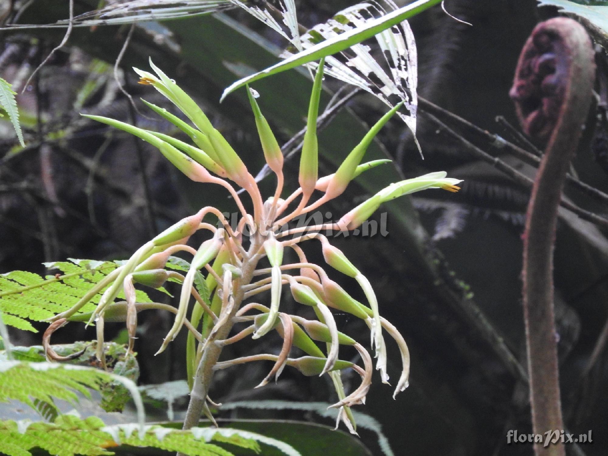 Pitcairnia susannae