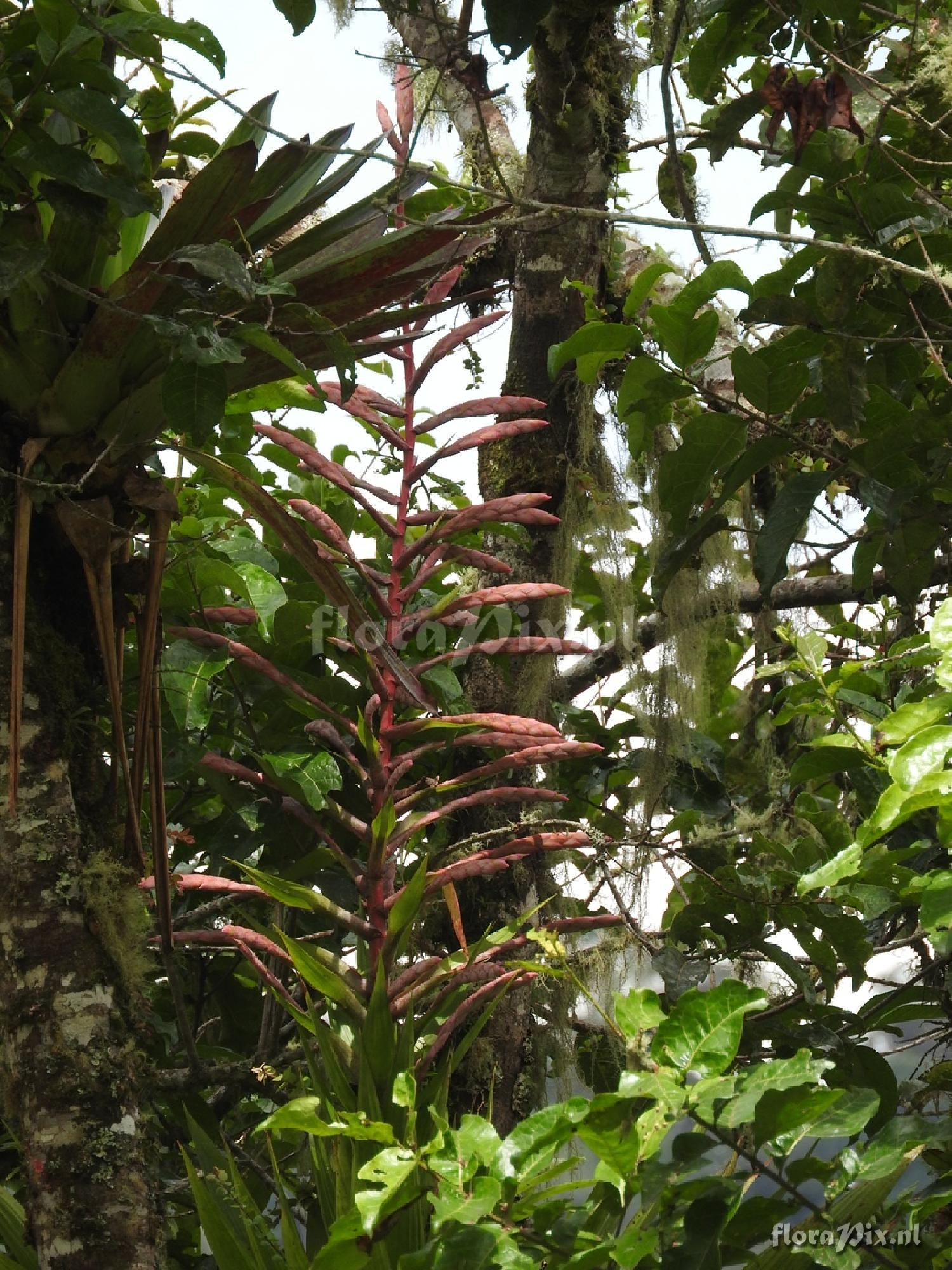 Tillandsia sp.