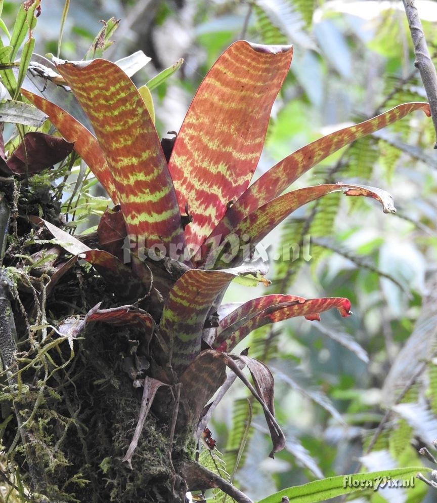 Guzmania sp.