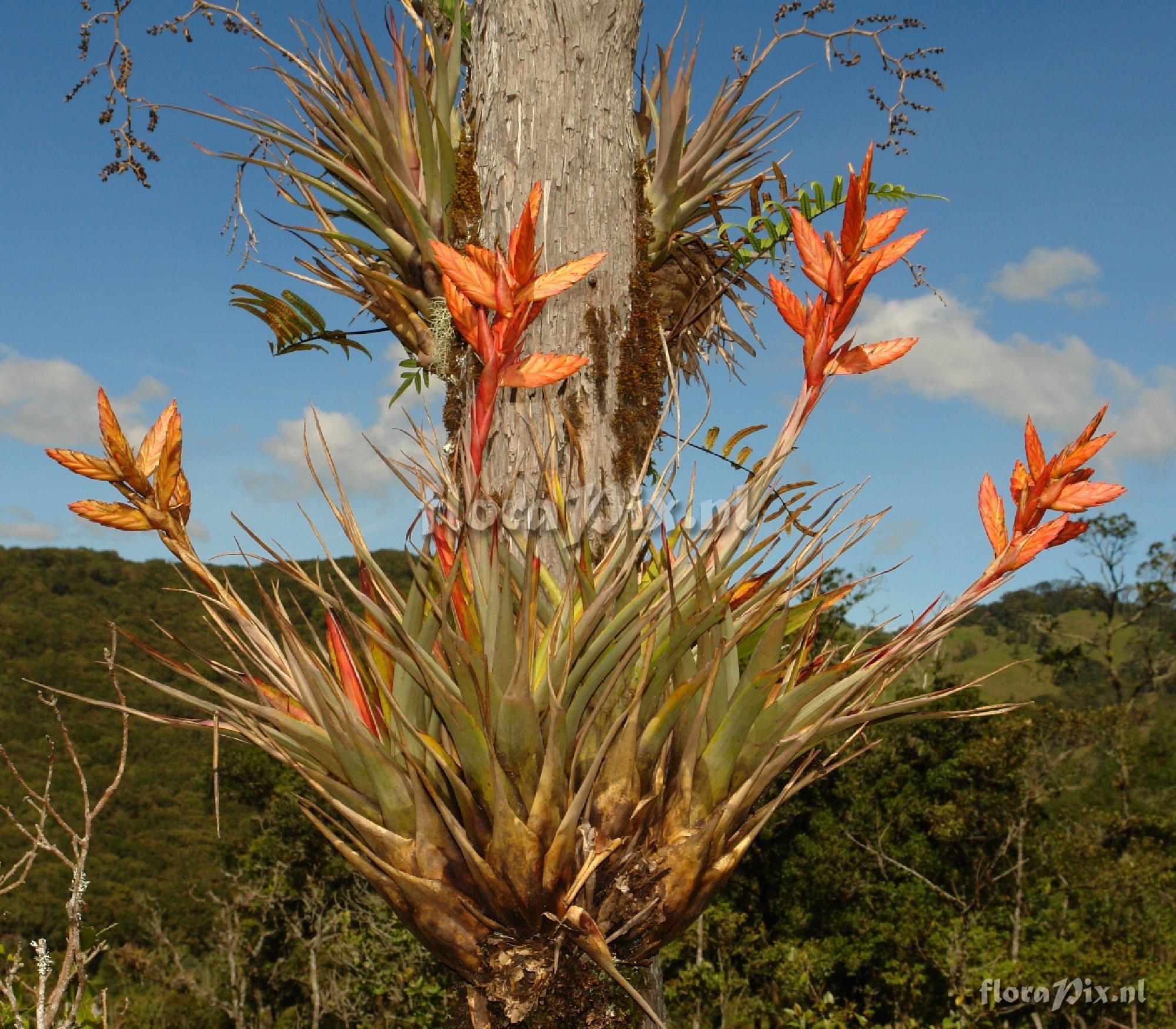 Tillandsia sp.