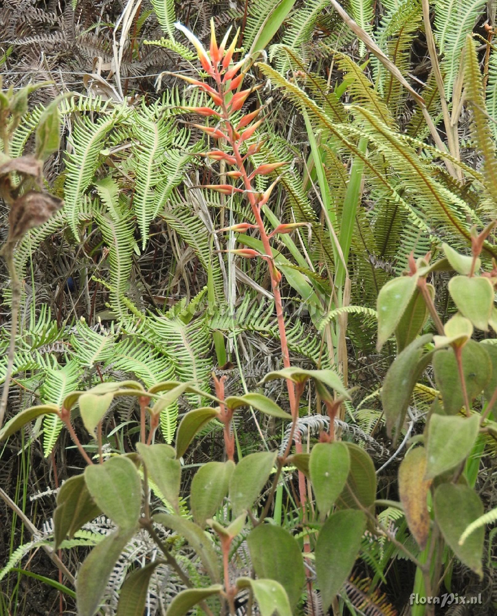 Pitcairnia basincurva