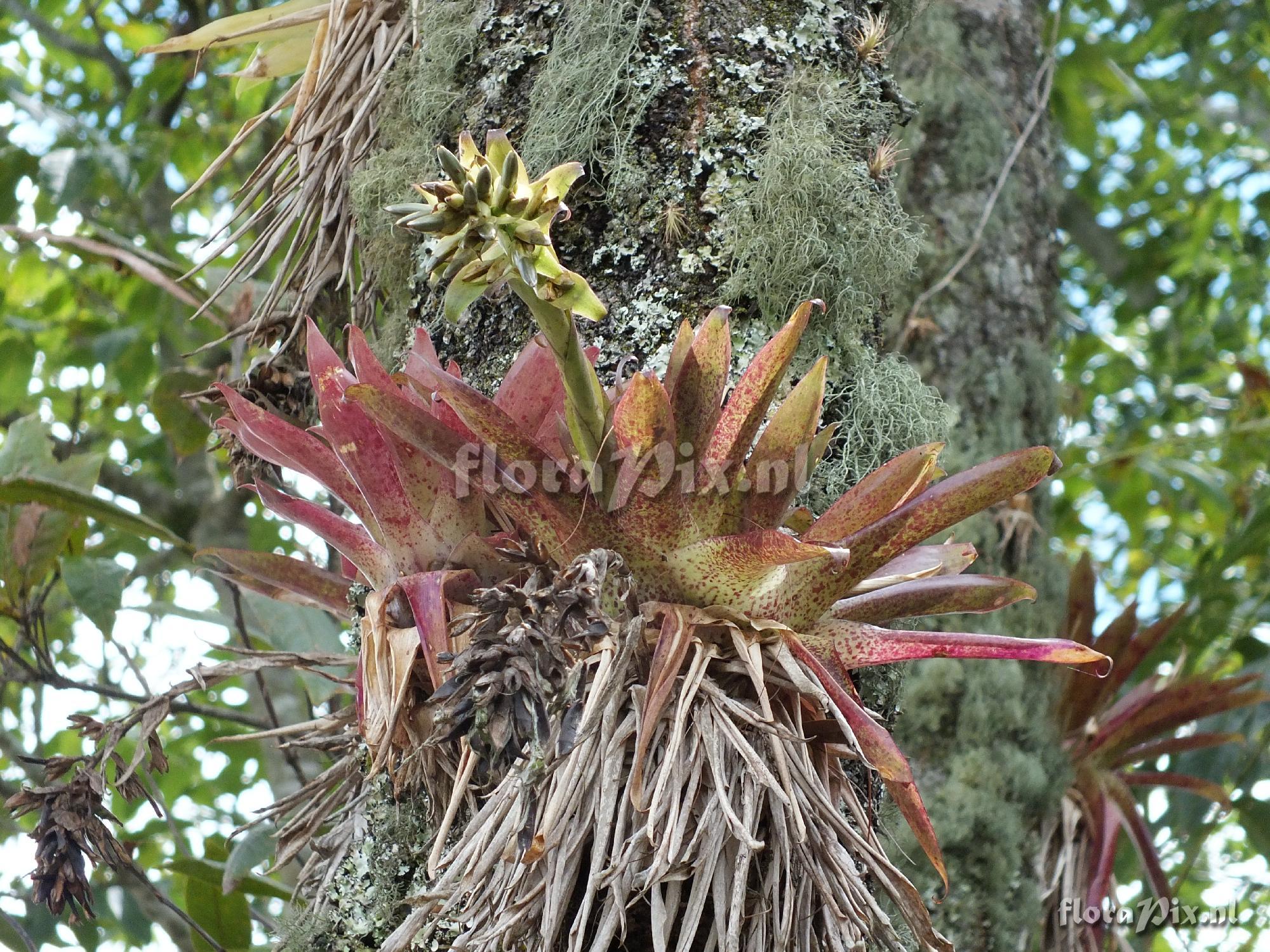 Tillandsia biflora (Colombia)