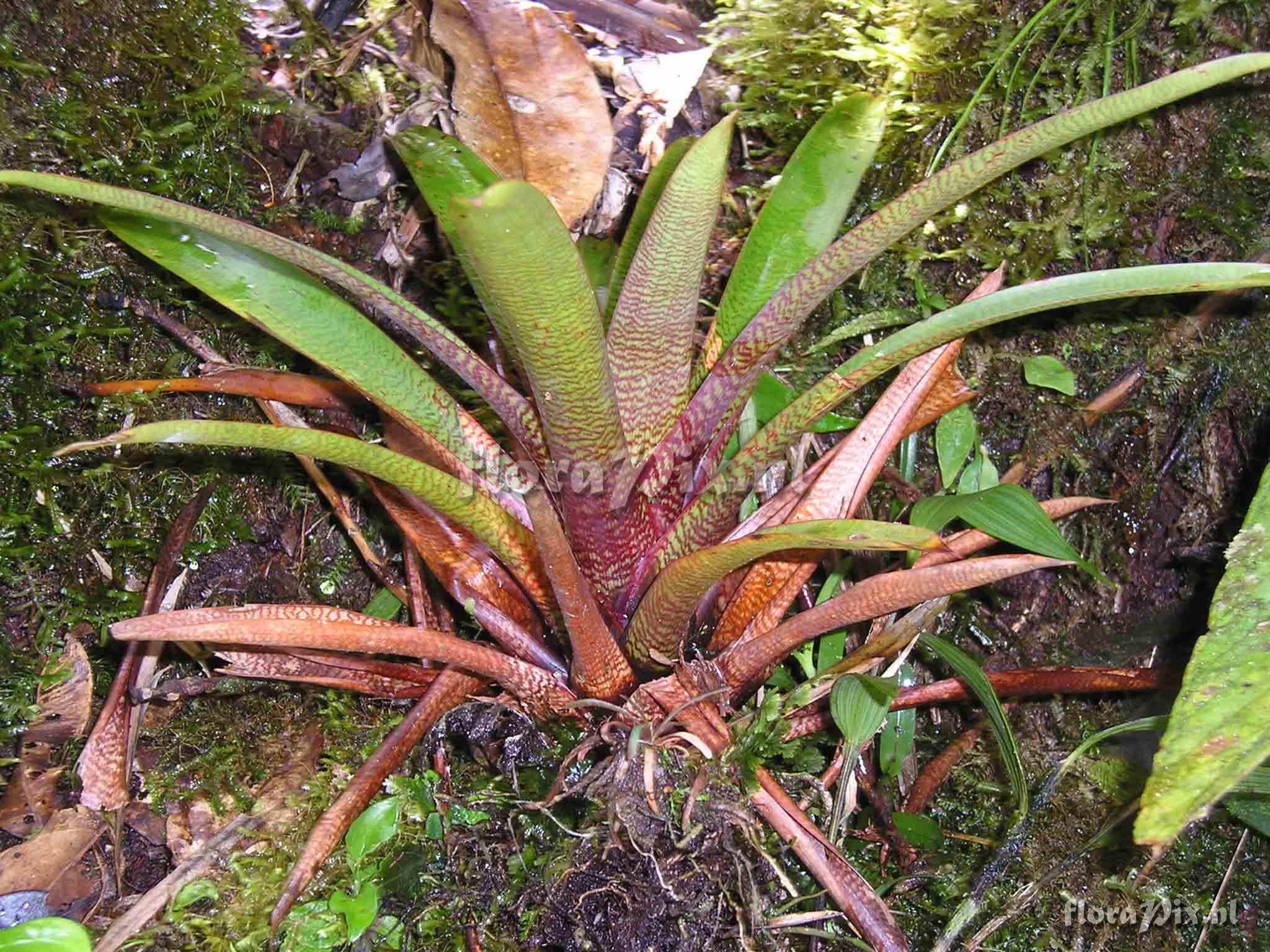 Werauhia cf. hygrometrica