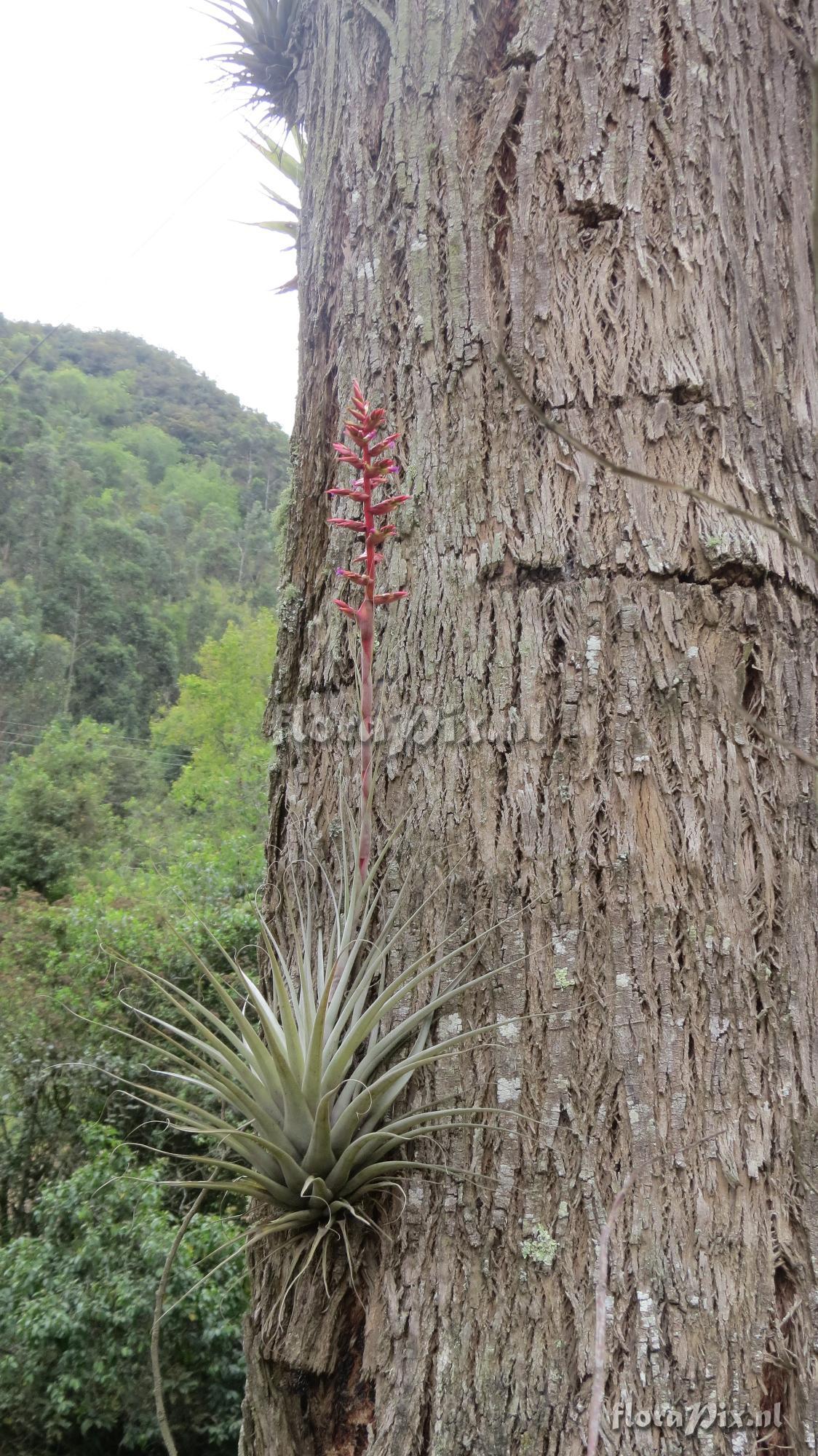 Tillandsia oroyensis