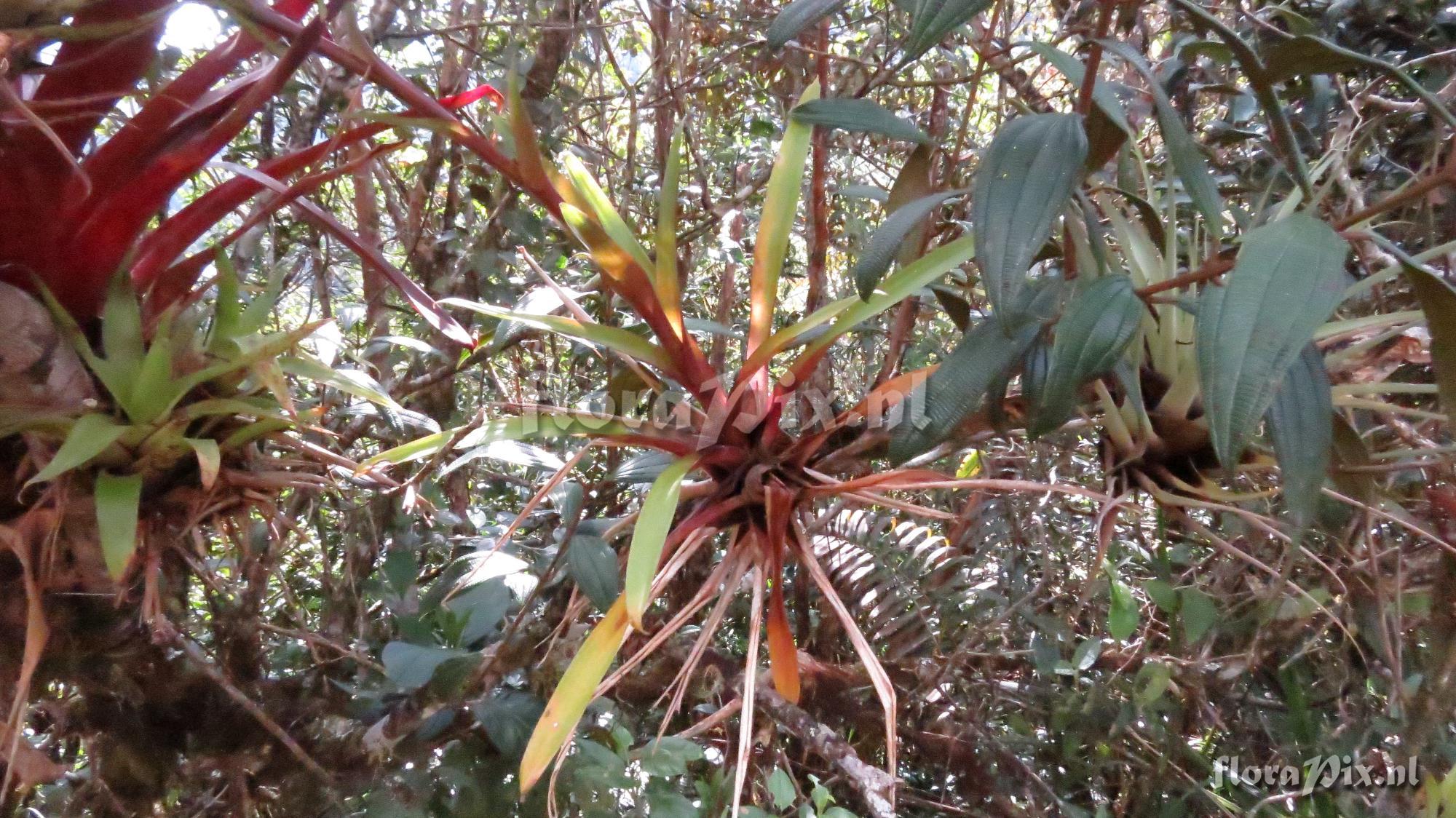 Tillandsia somnians