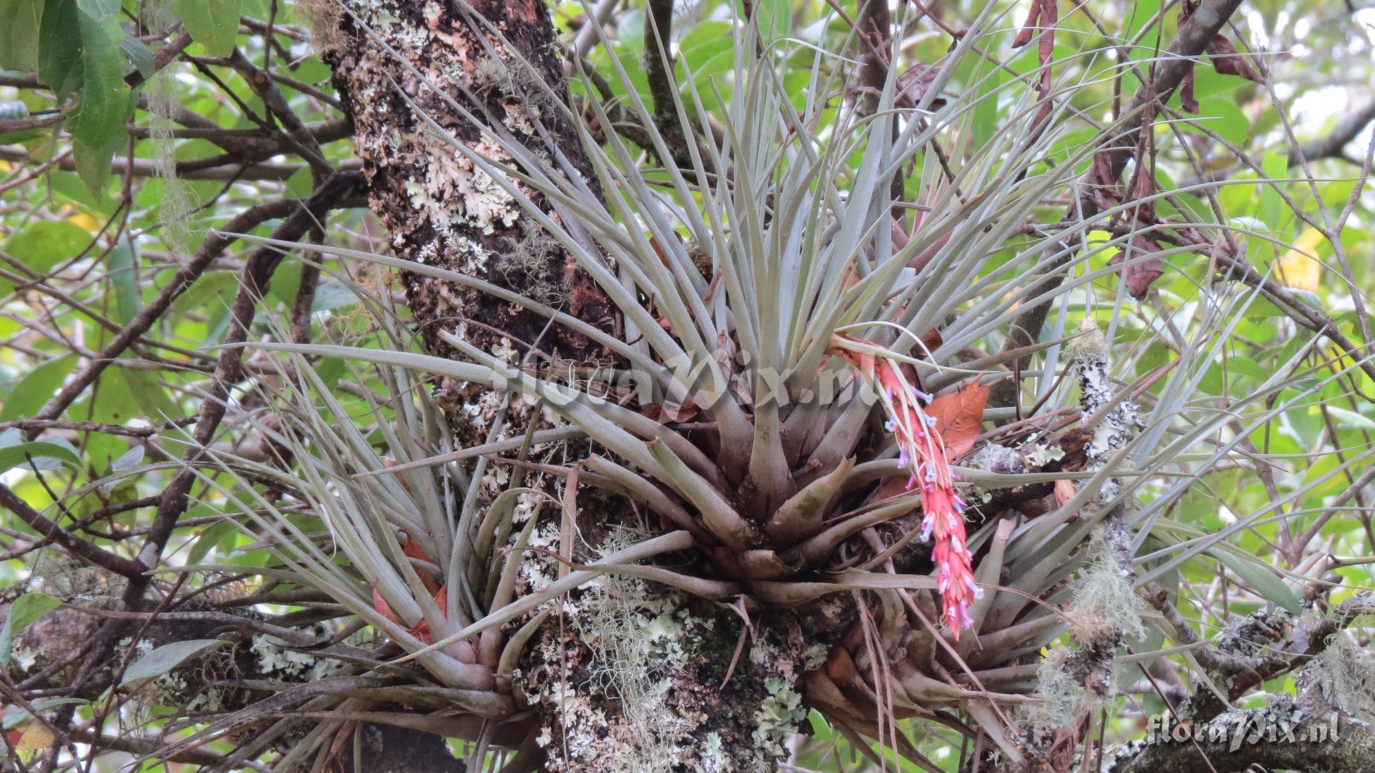 Tillandsia 