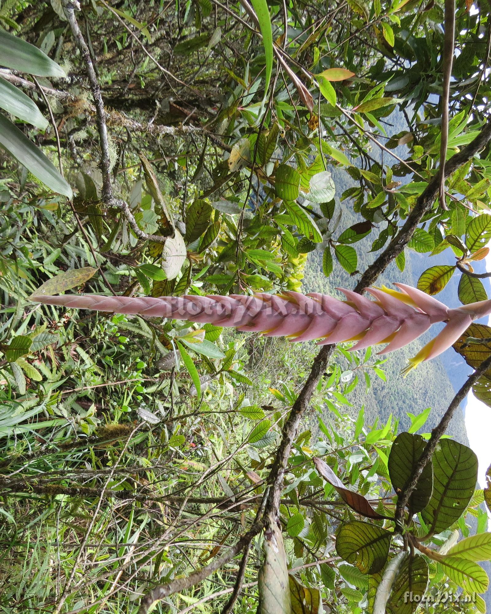 Vriesea guttata