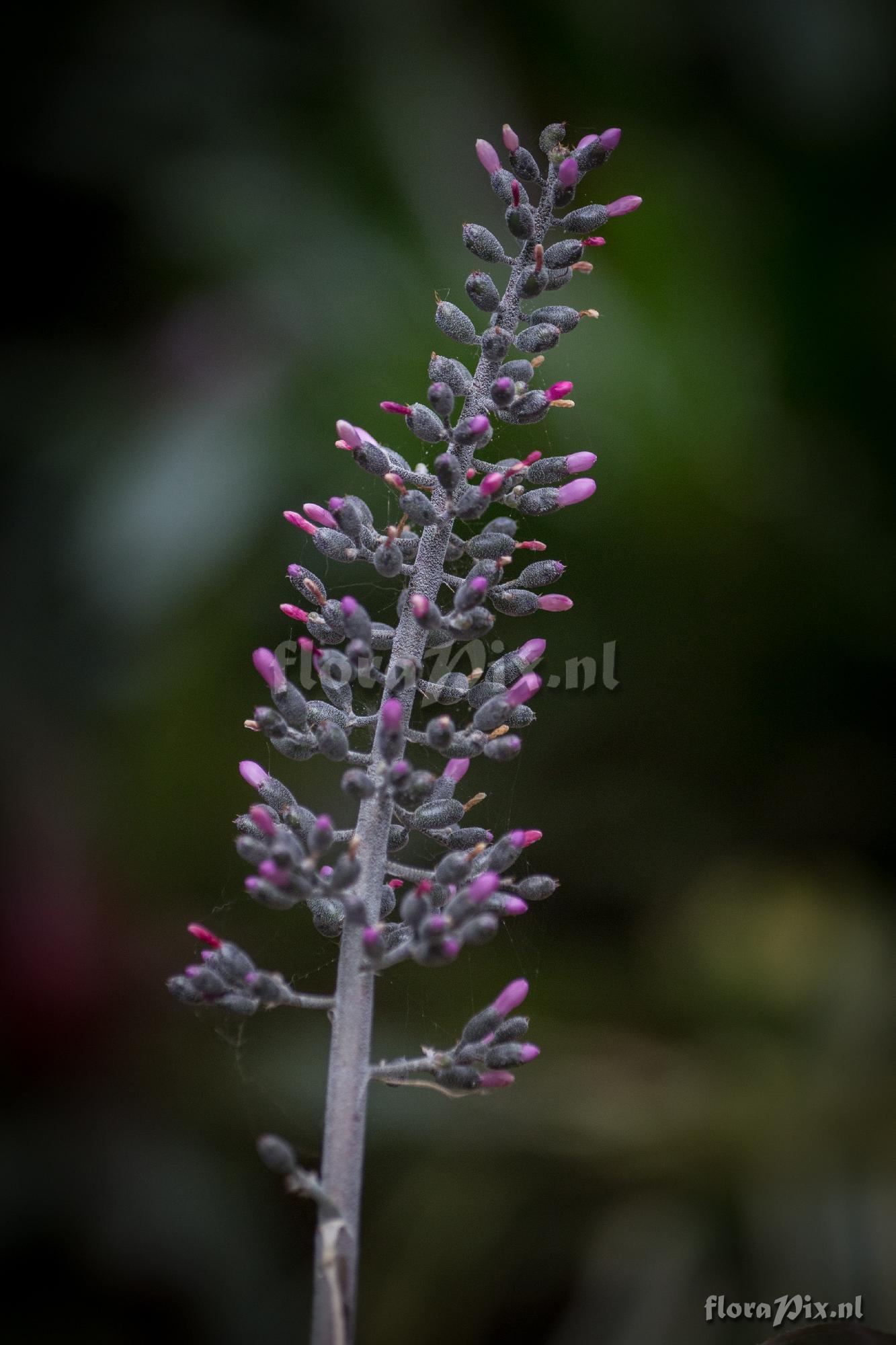 Aechmea lueddemanniana (rubra?)