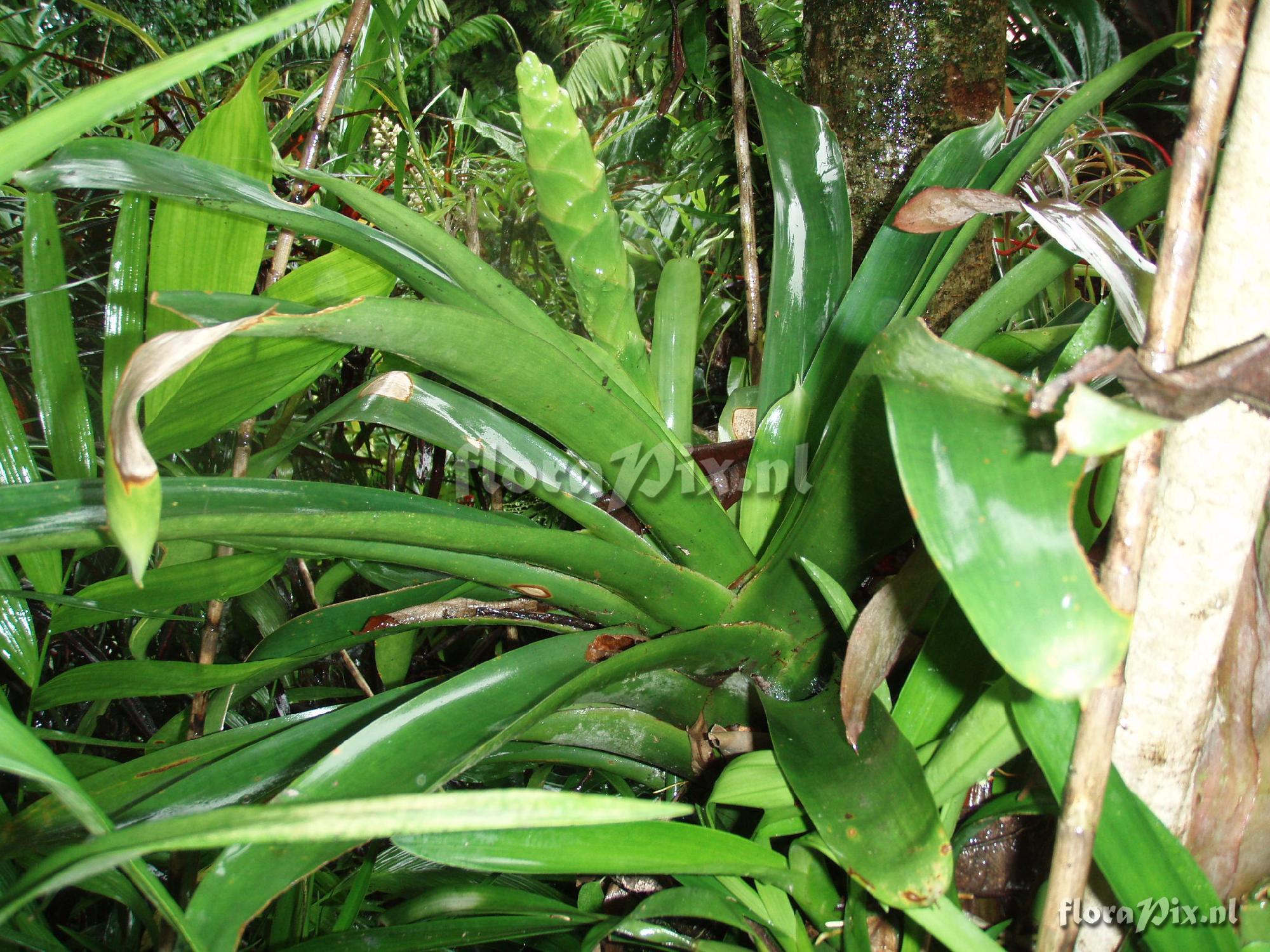 Werauhia gladioliflora