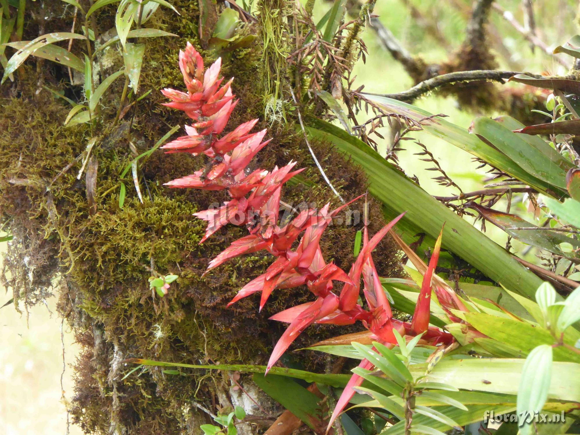 Tillandsia (Mezobromelia) schimperiana