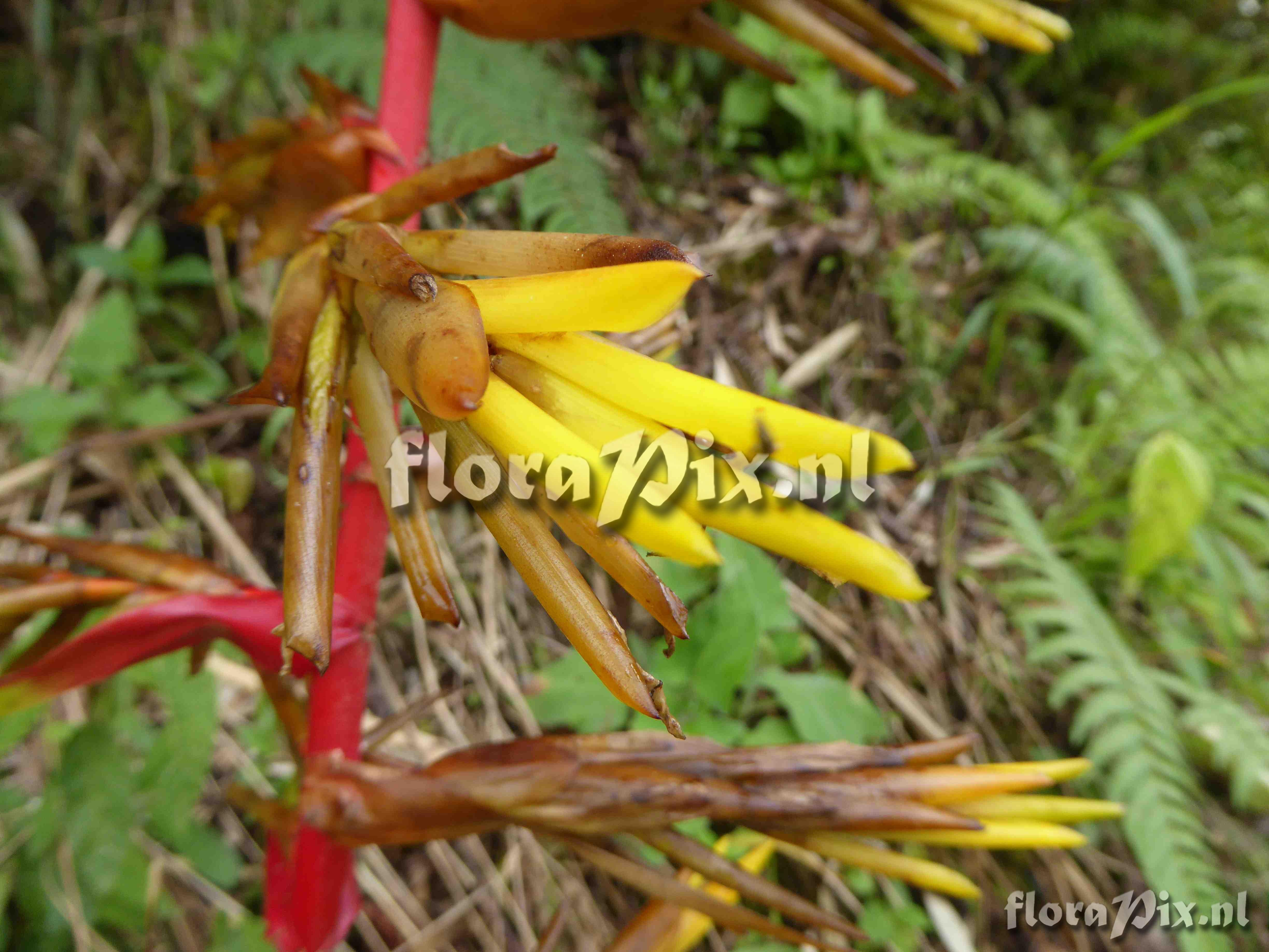 Guzmania amplectens