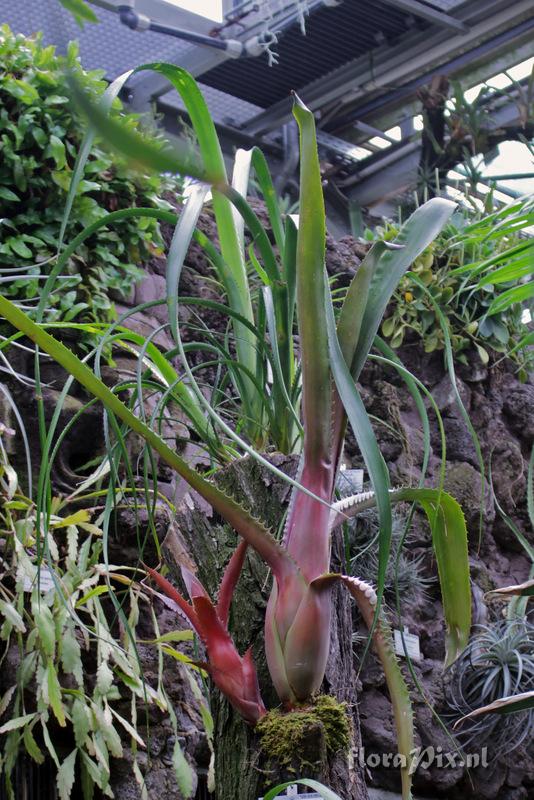 Aechmea bracteata