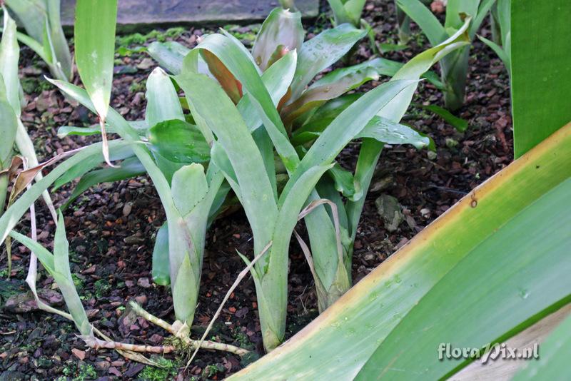 Billbergia pohliana