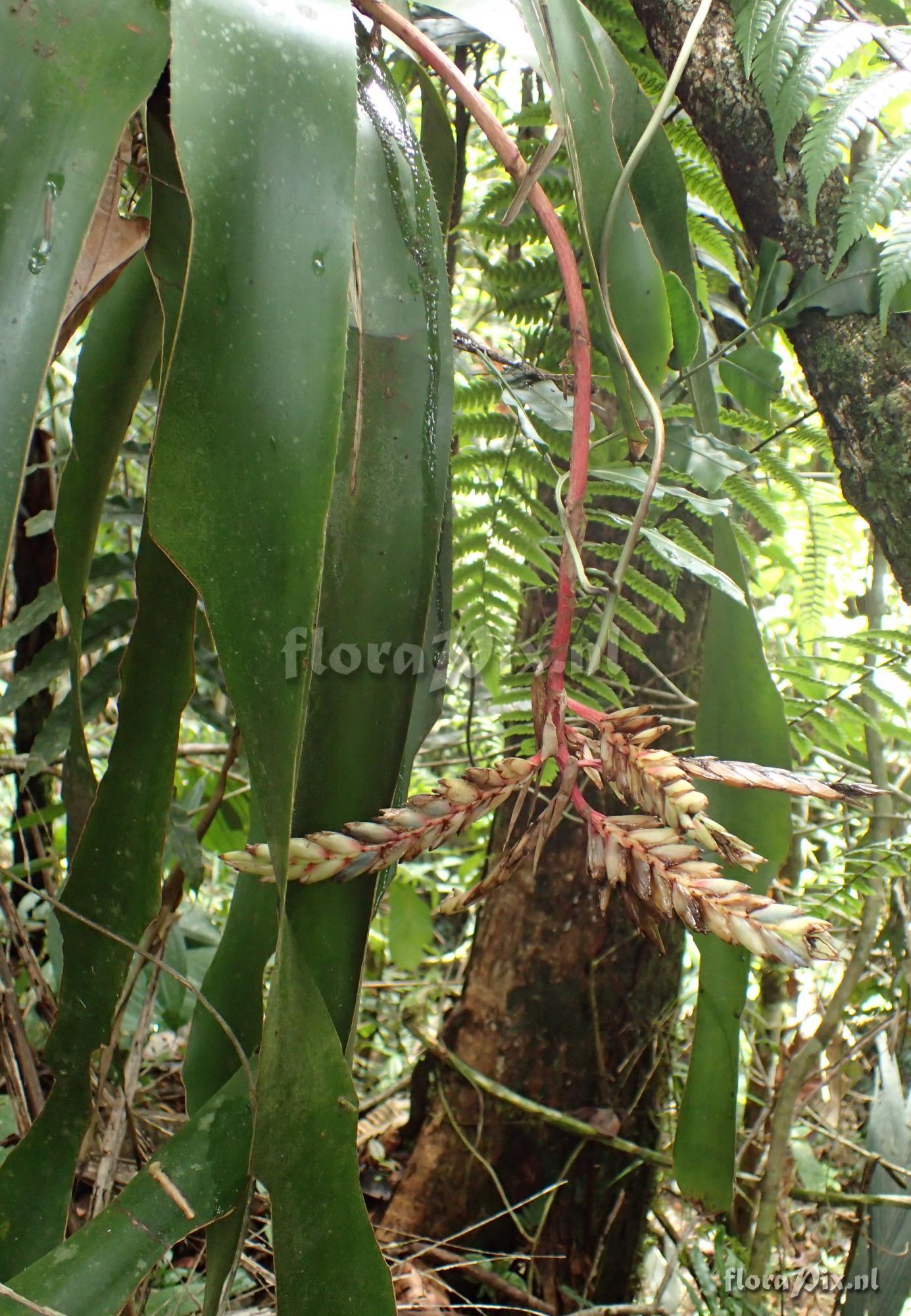 Aechmea spec.