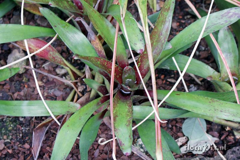 Neoregelia lillyae var. lillyae