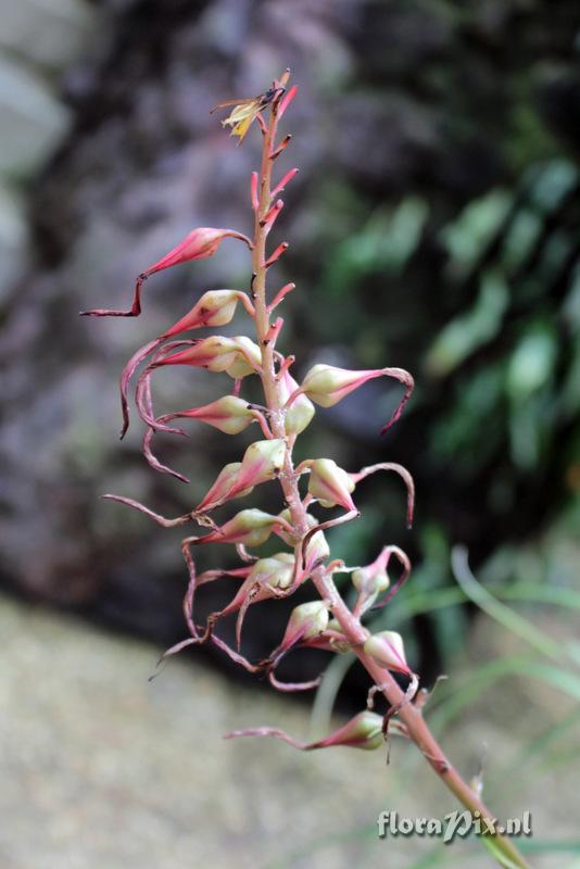 Pitcairnia yaupi-bajaensis