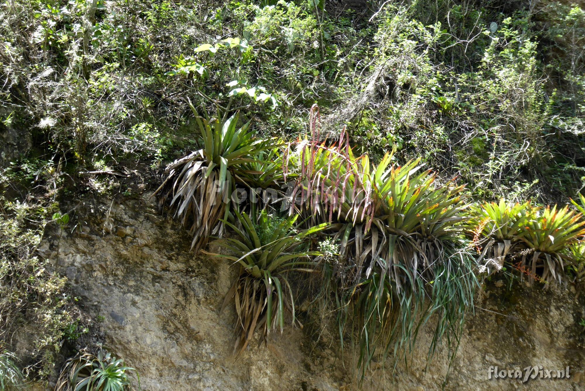 Tillandsia ferreyrae   