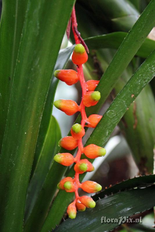 Aechmea racinae var. tubiformis