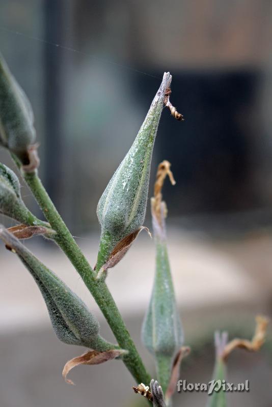 Puya mirabilis