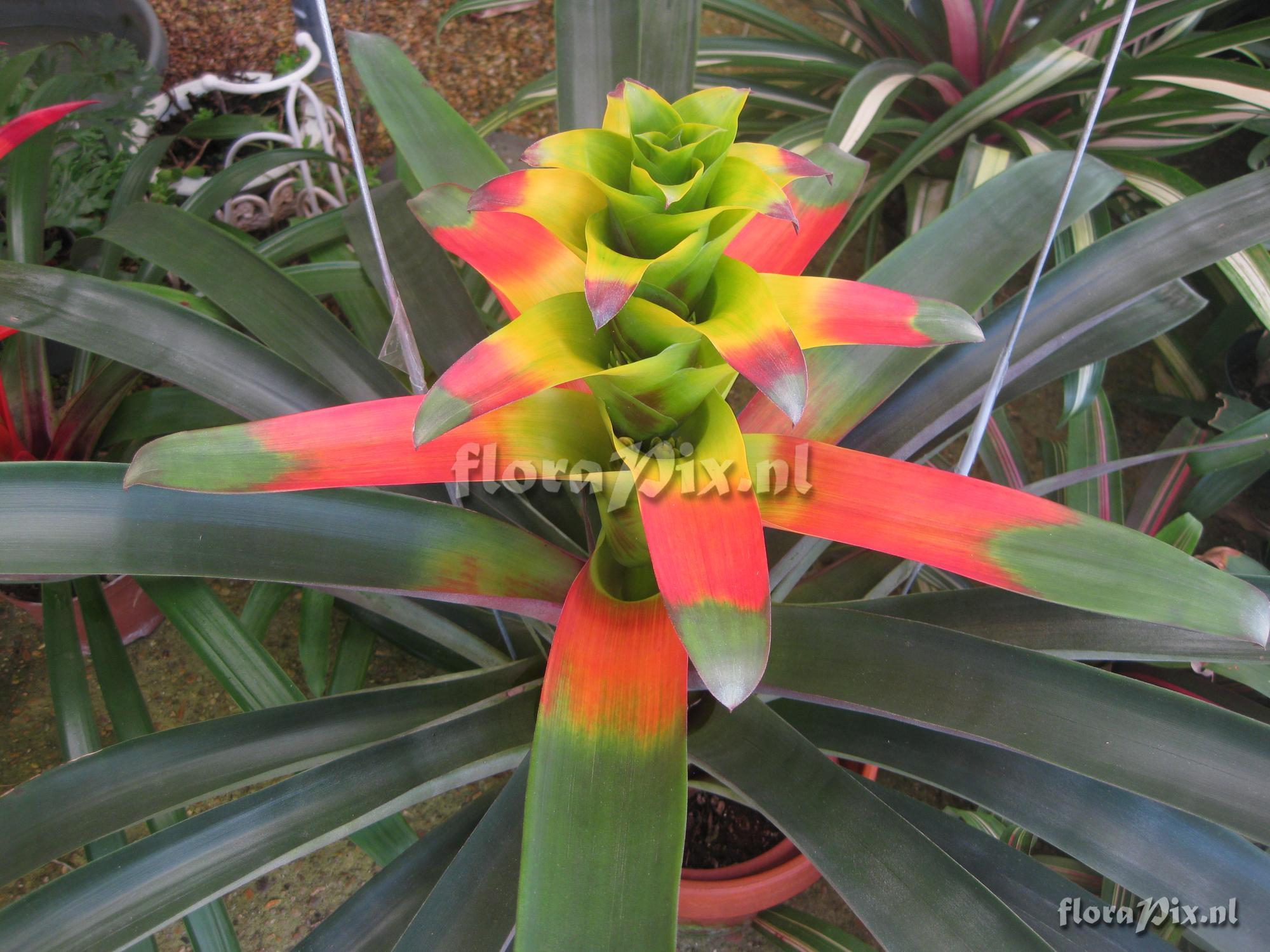 Guzmania squarrosa