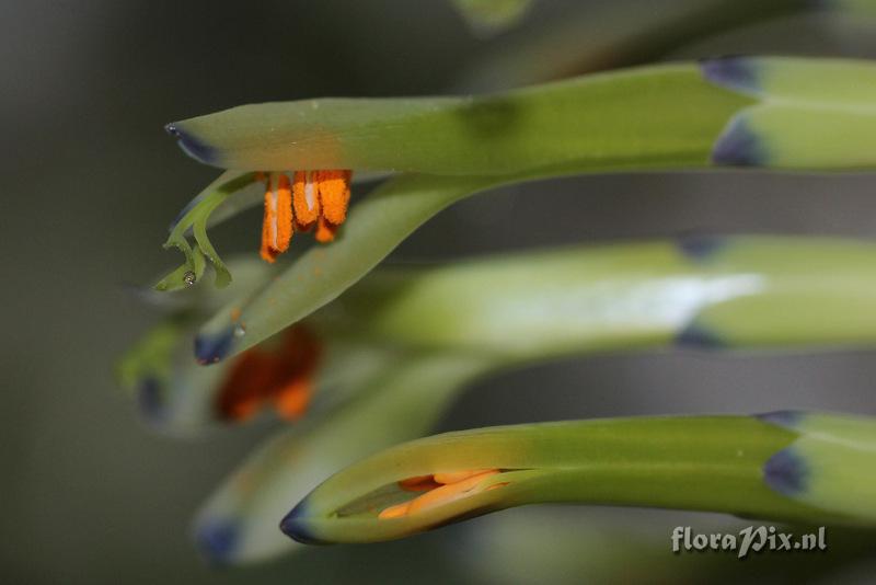 Billbergia distachya