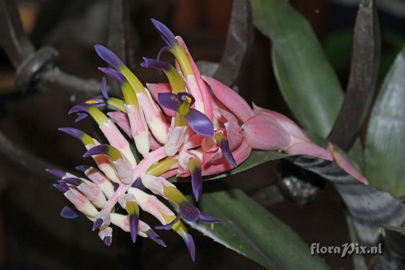 Billbergia euphemiae var. euphemiae