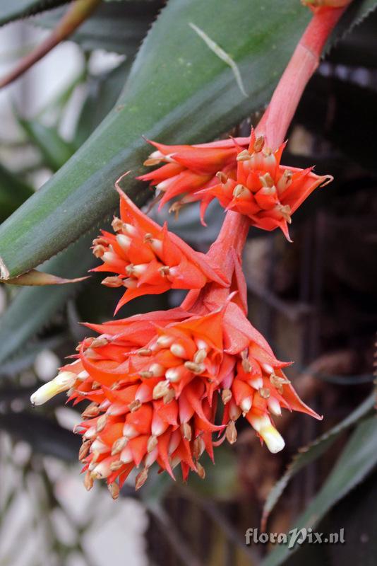 Aechmea orlandiana subsp. belloi