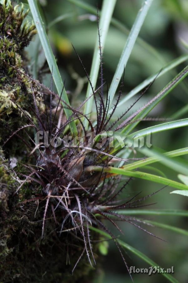 Pitcairnia heterophylla