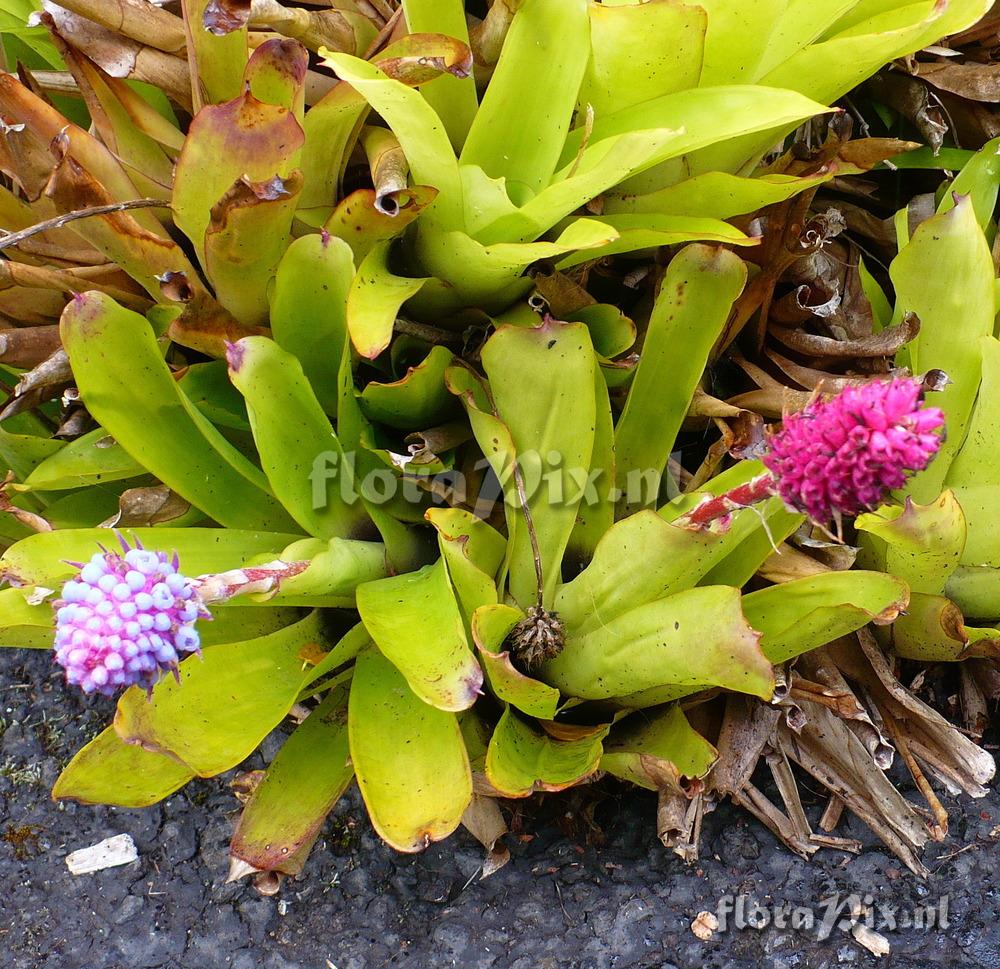 Aechmea cylindrata