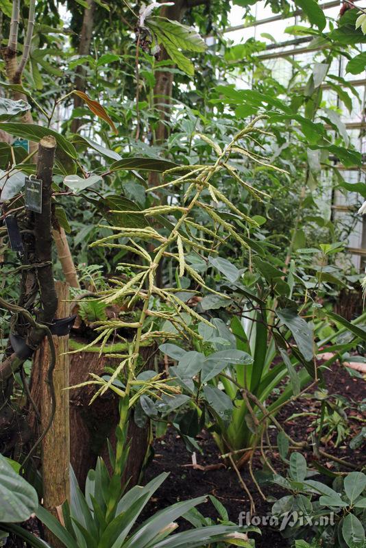 Tillandsia pyramidata