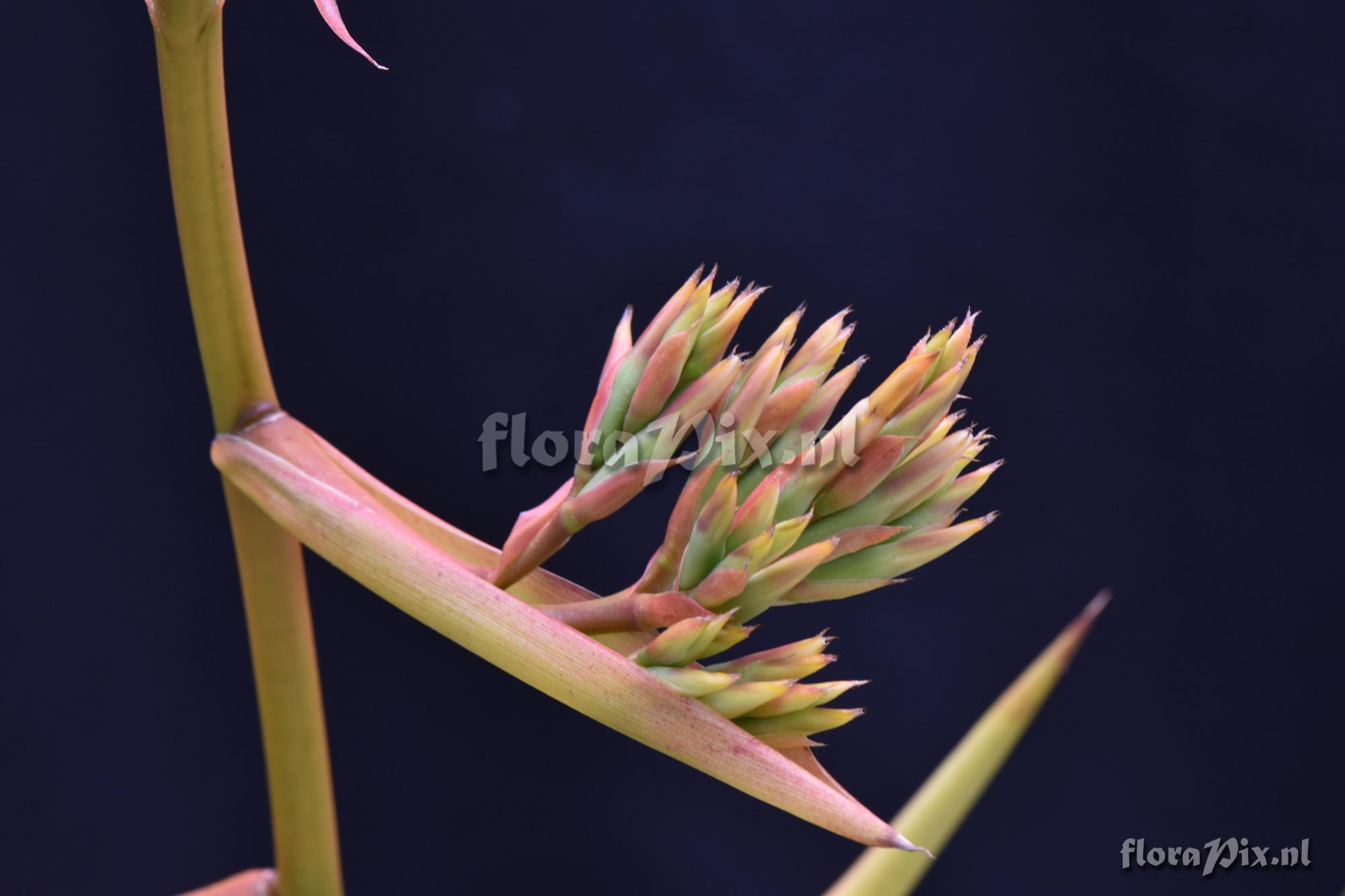 Aechmea emmerichiae