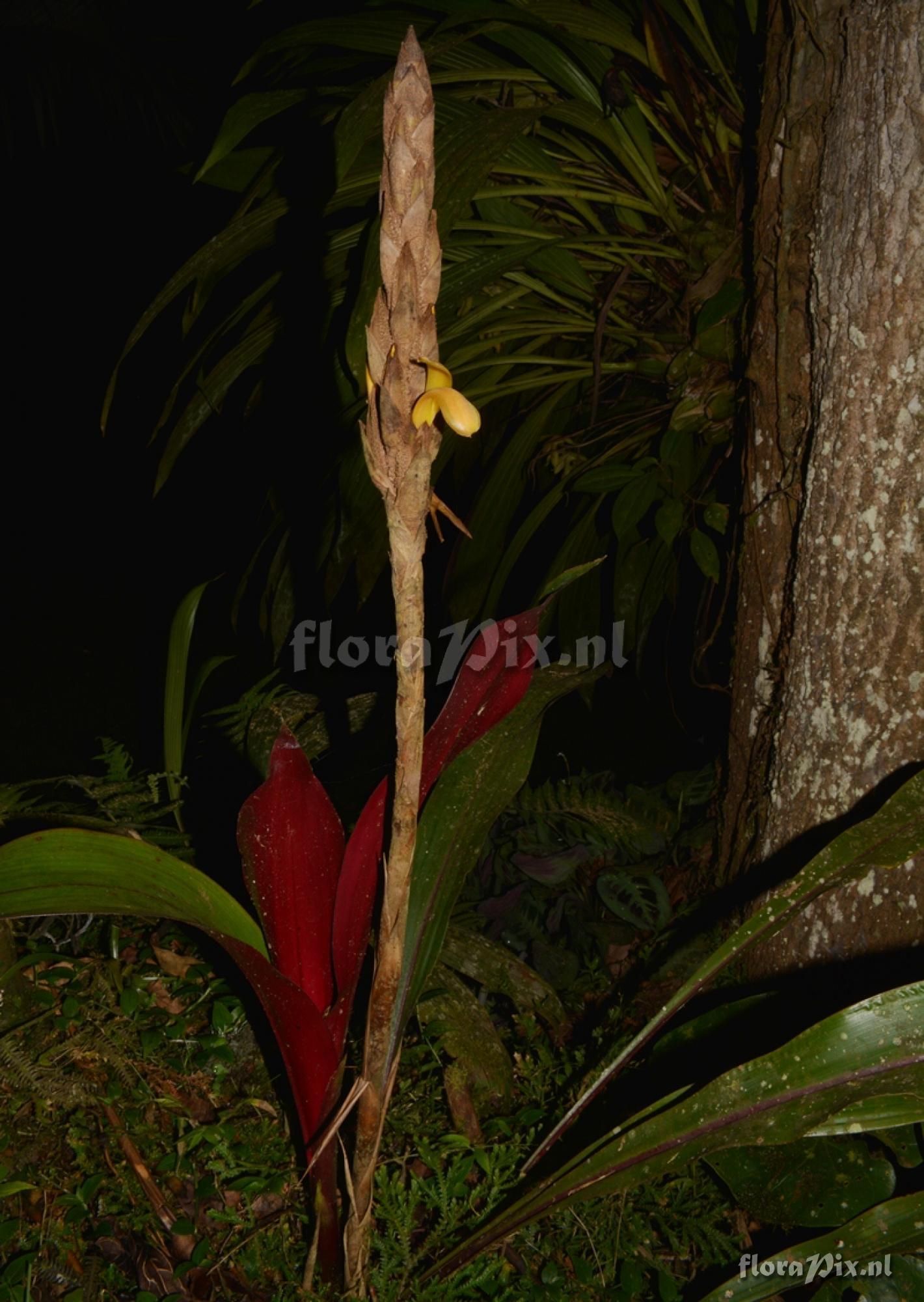 Pitcairnia sp.