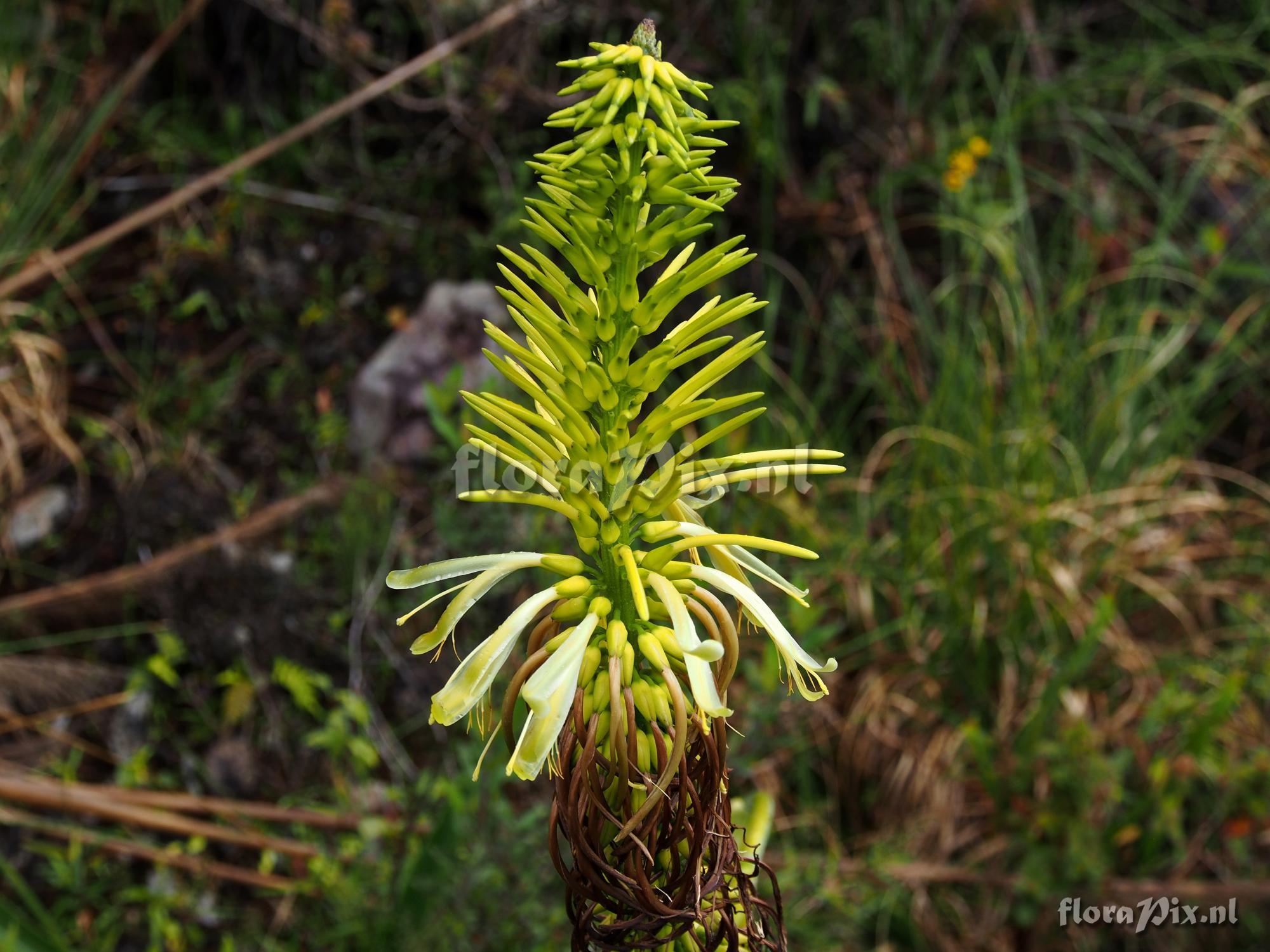 Pitcairnia trianae var retusa