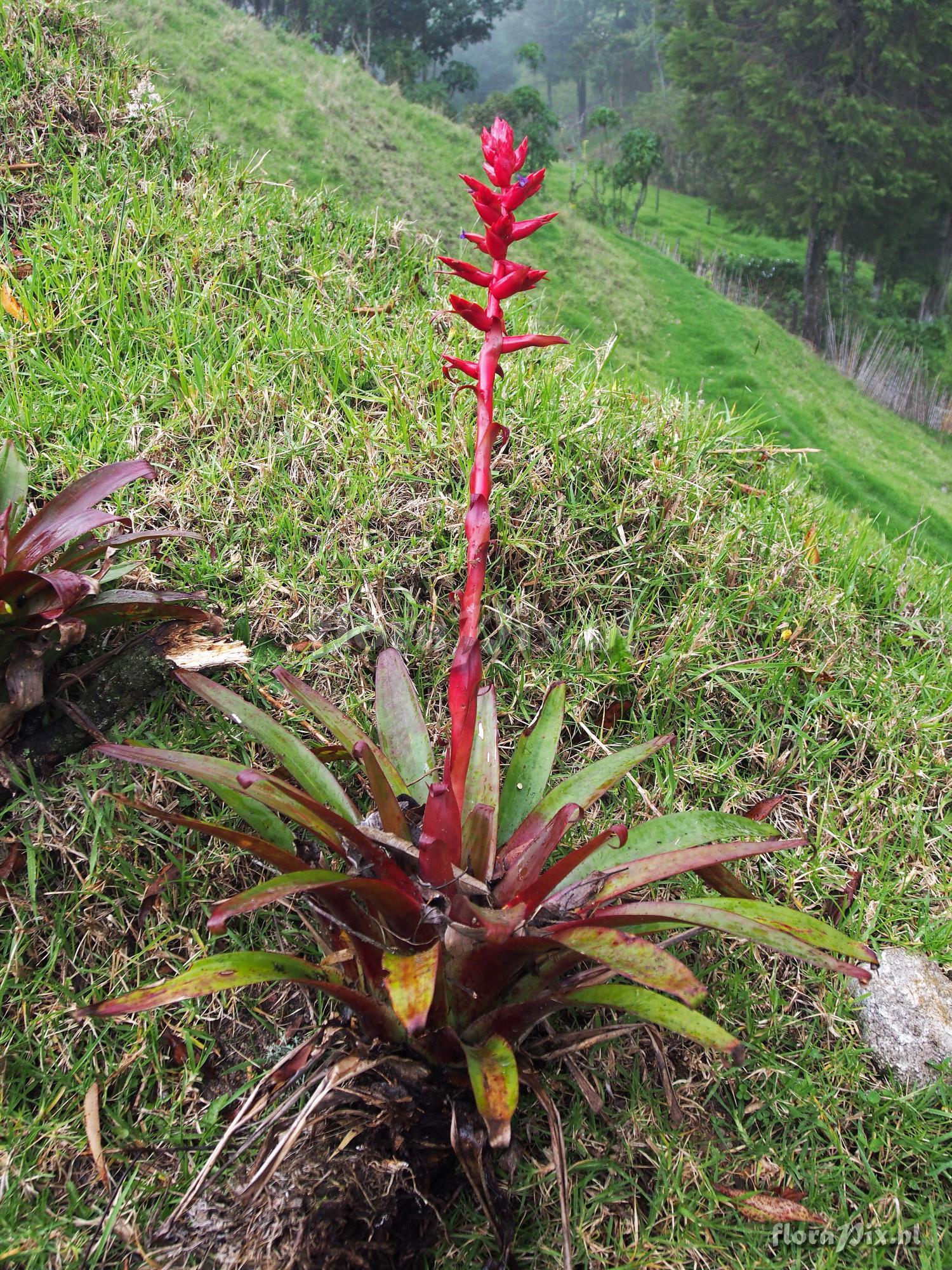 Tillandsia superba ???