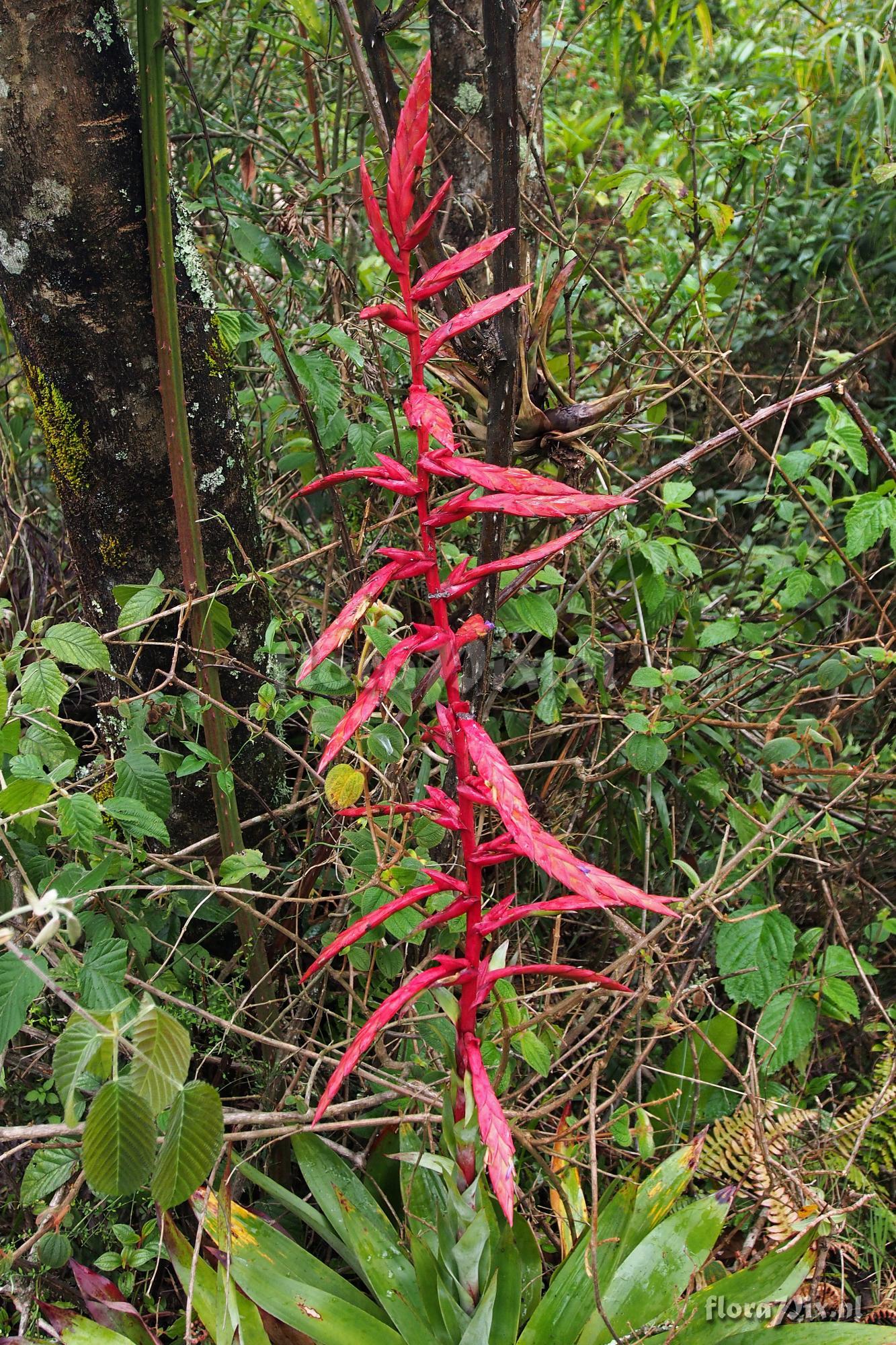 Tillandsia kalbreyeri