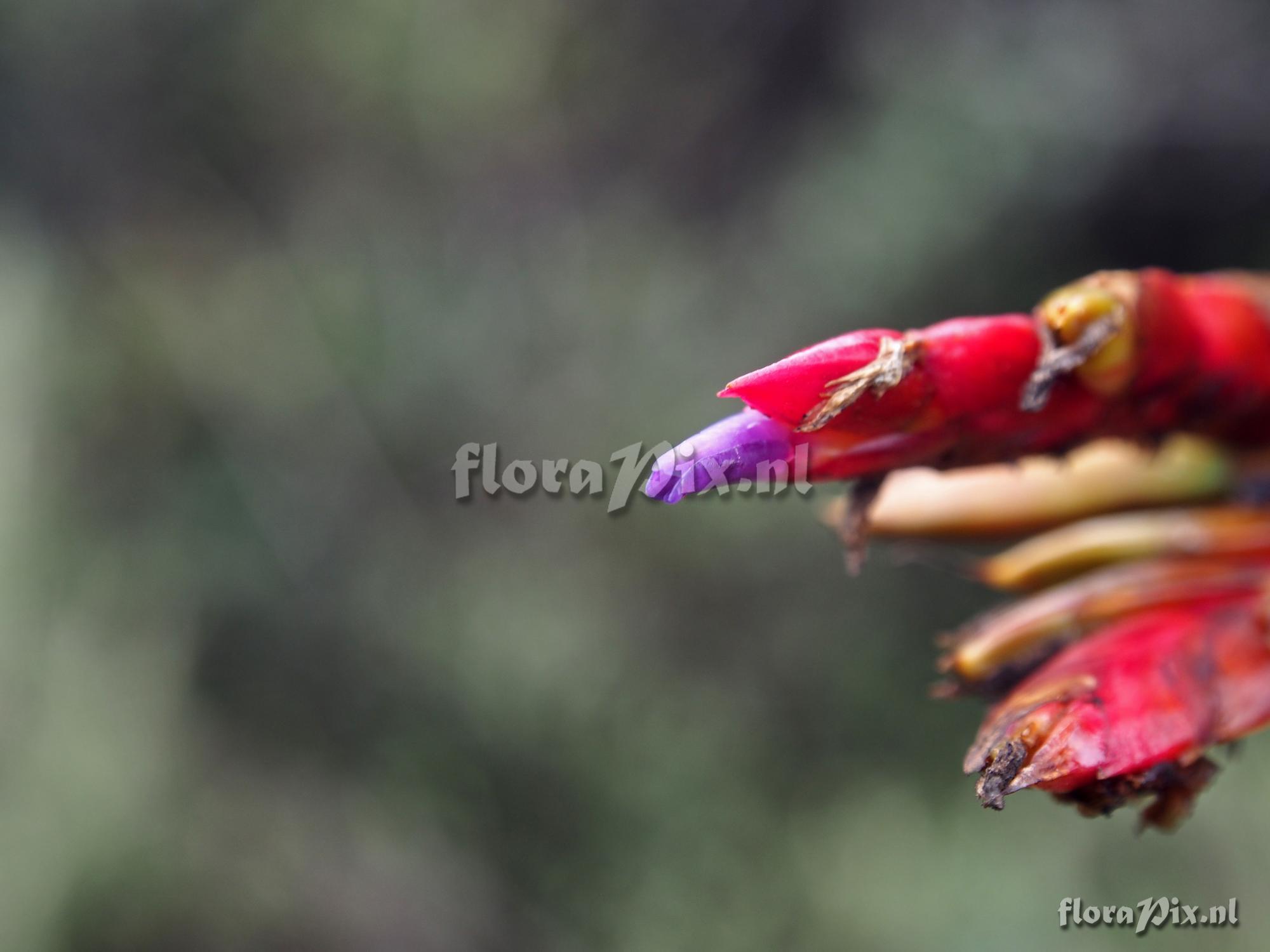 Tillandsia unknown3