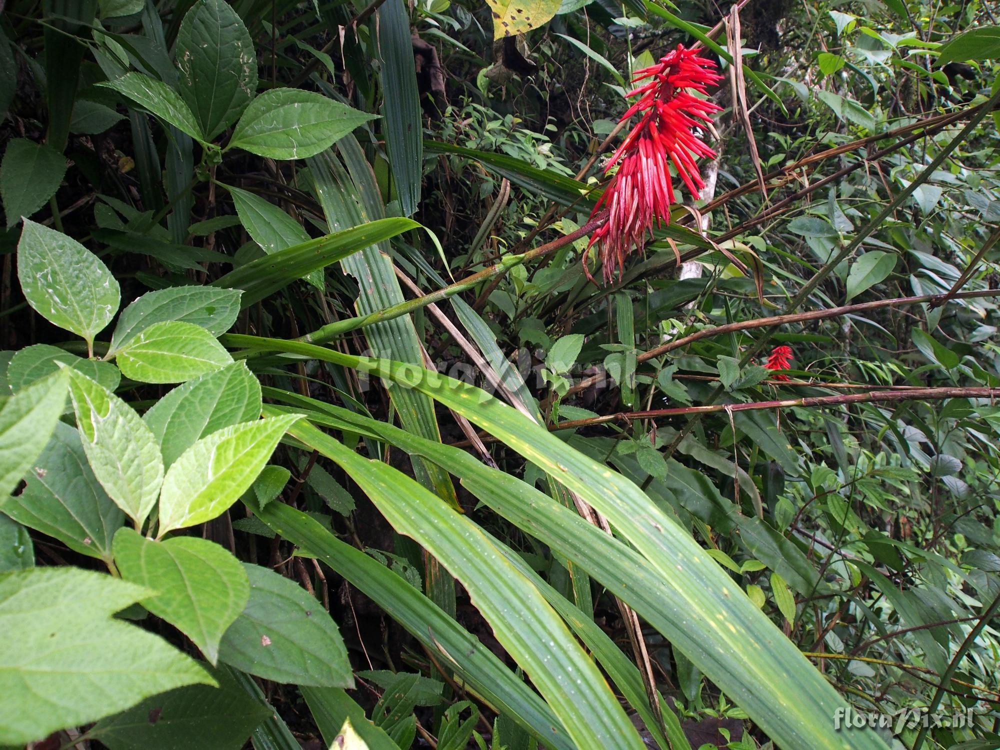 Pitcairnia reflexiflora