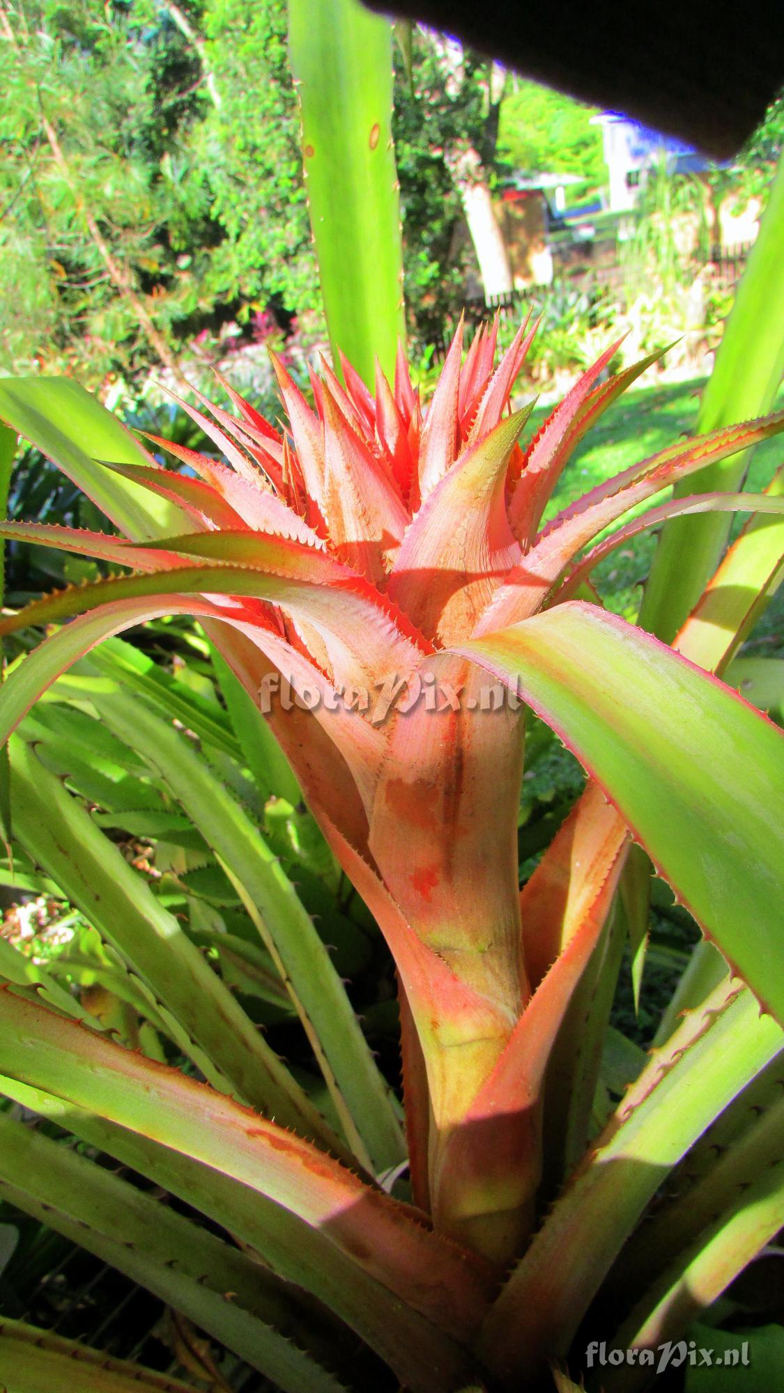 Aechmea strobilacea