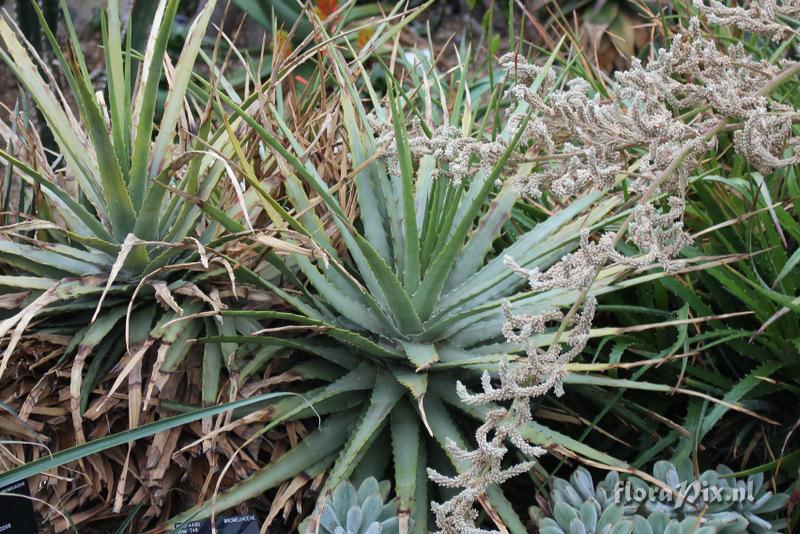 Hechtia podantha