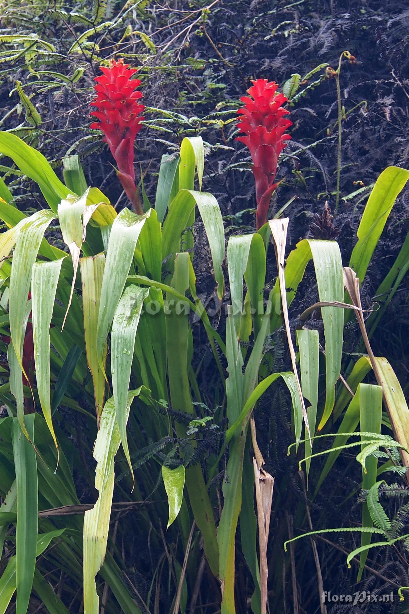 Pitcairnia hitchcockiana