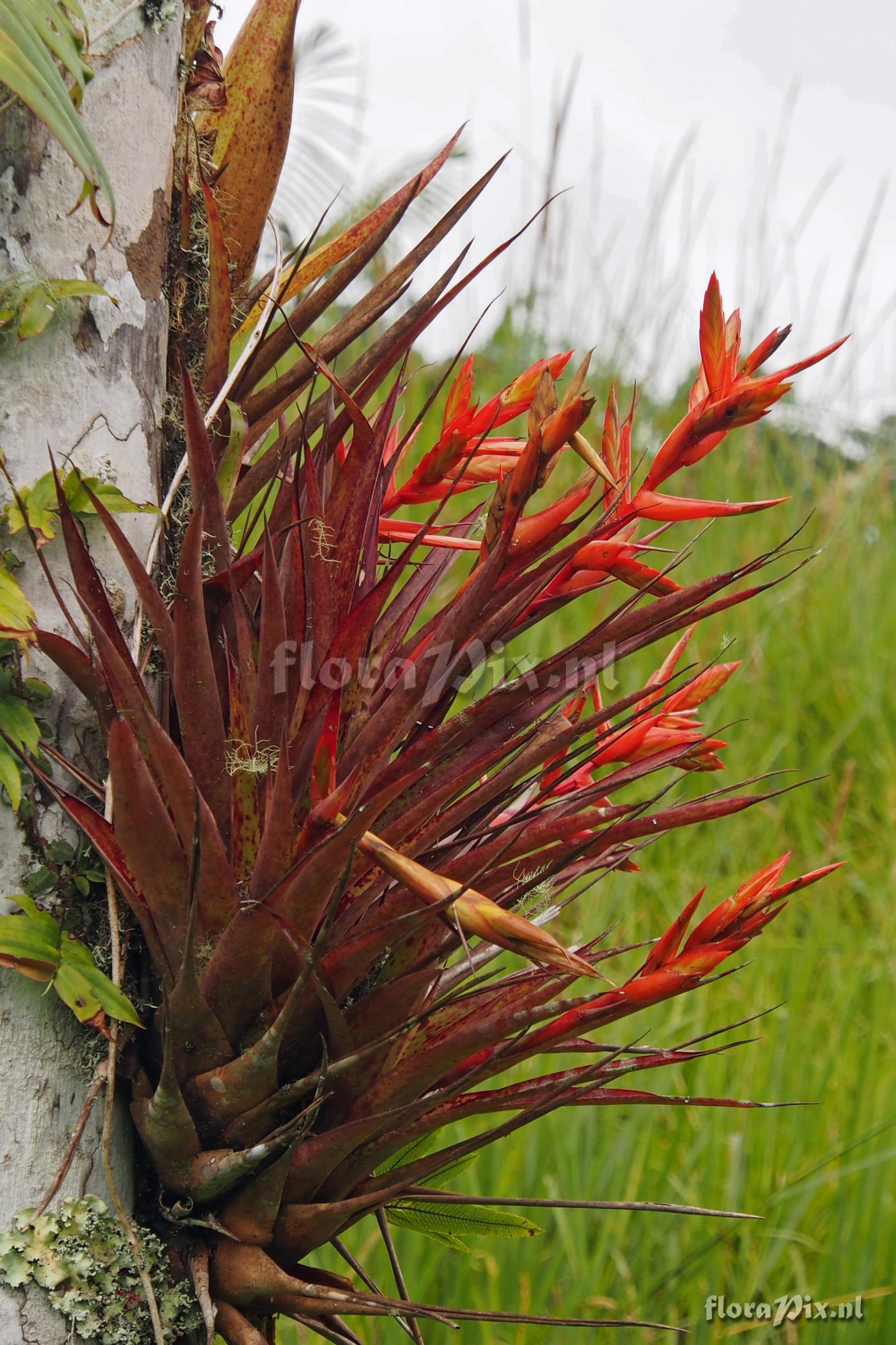 Tillandsia confinis