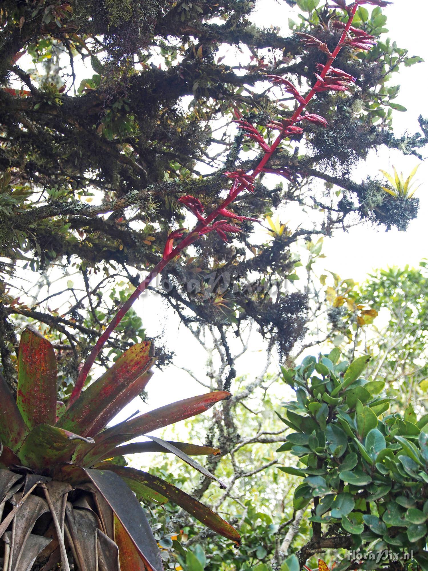 Tillandsia tovarensis