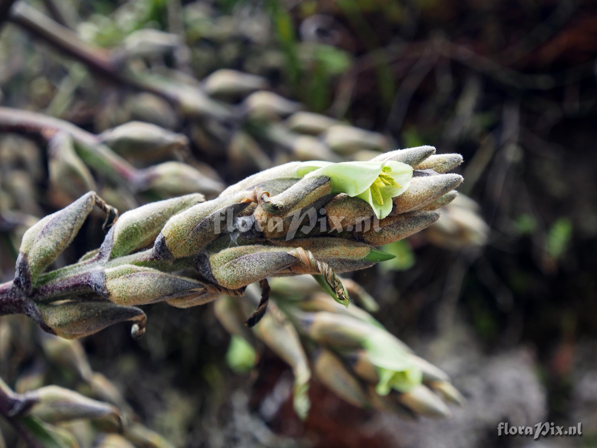 Puya sodiroana