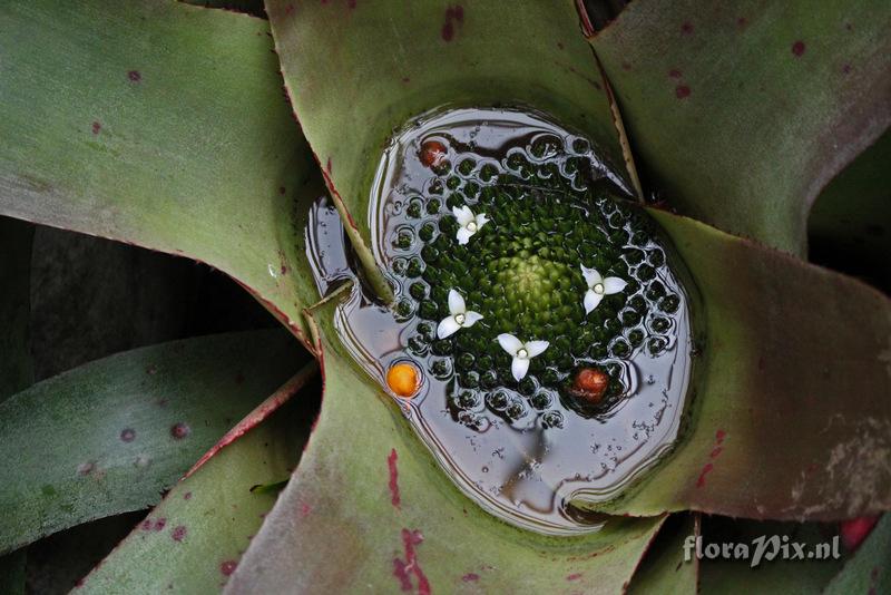 Neoregelia binotii