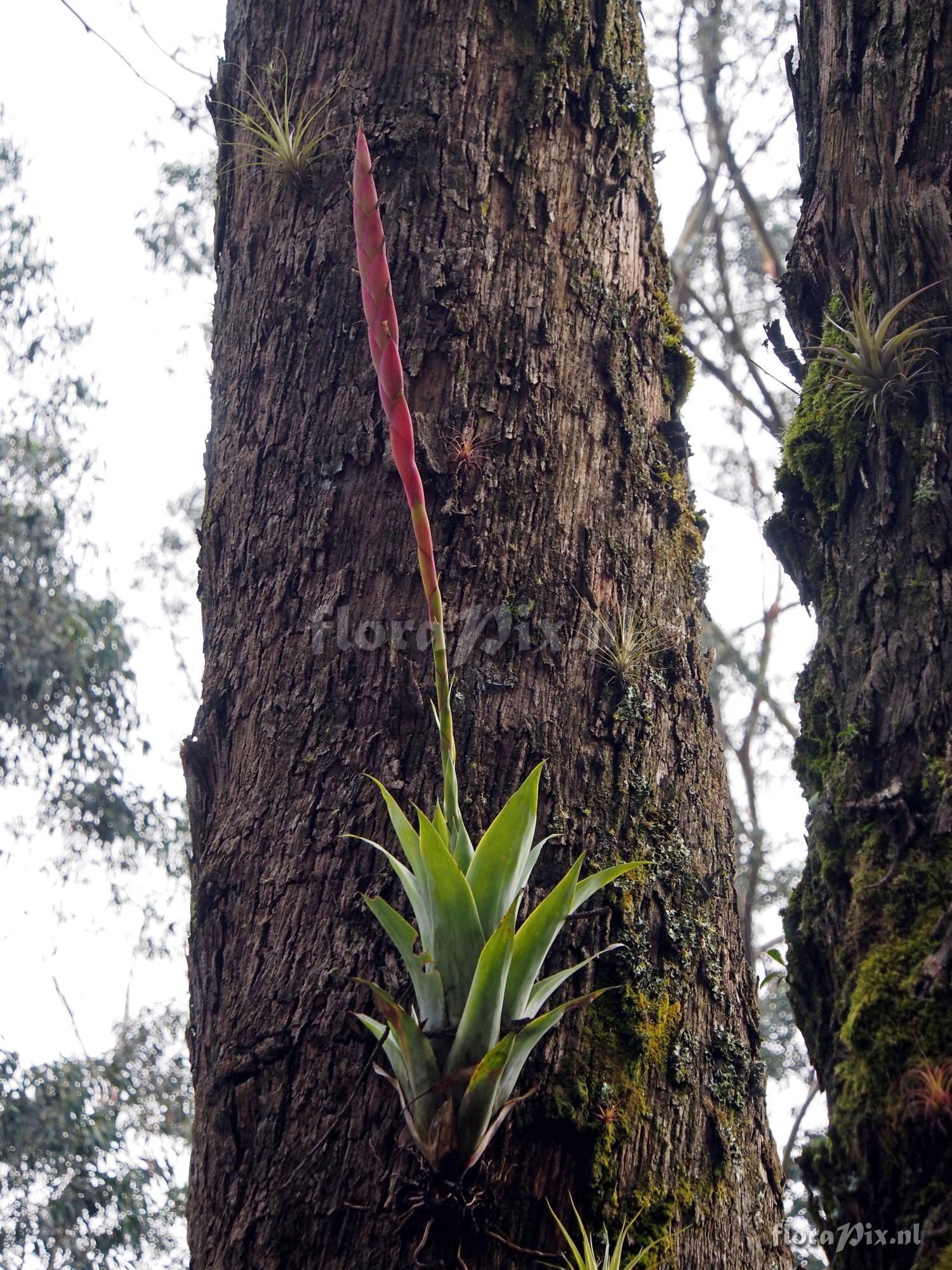 Tillandsia walteri