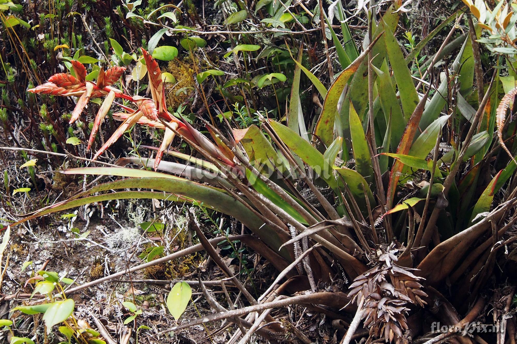 Tillandsia polyantha?