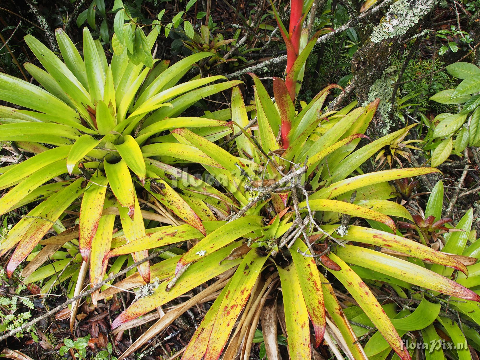 Tillandsia clavigera