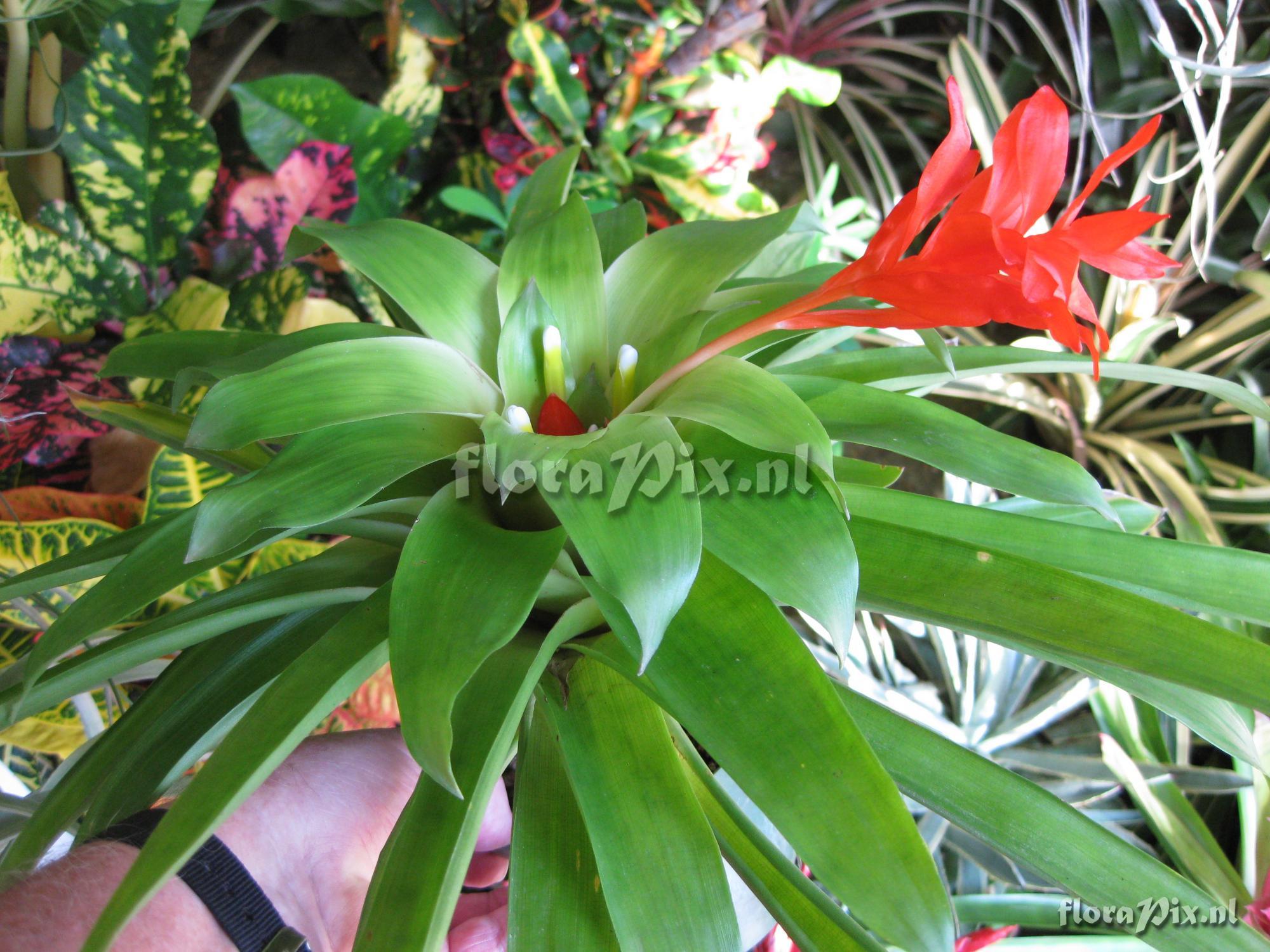 Guzmania sanguinea var. comosa